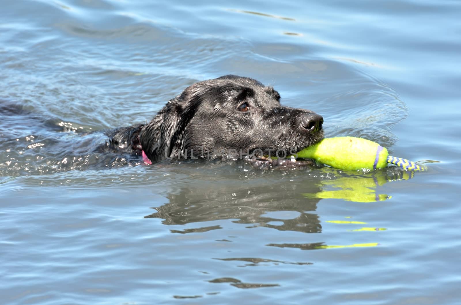 Black lab swim by pauws99