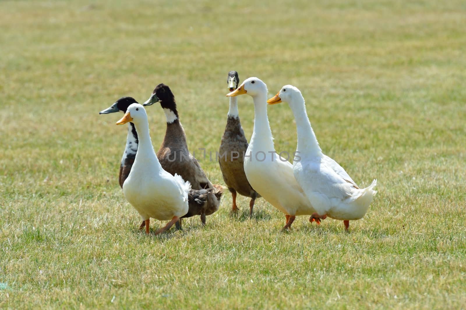 Small group ducks
