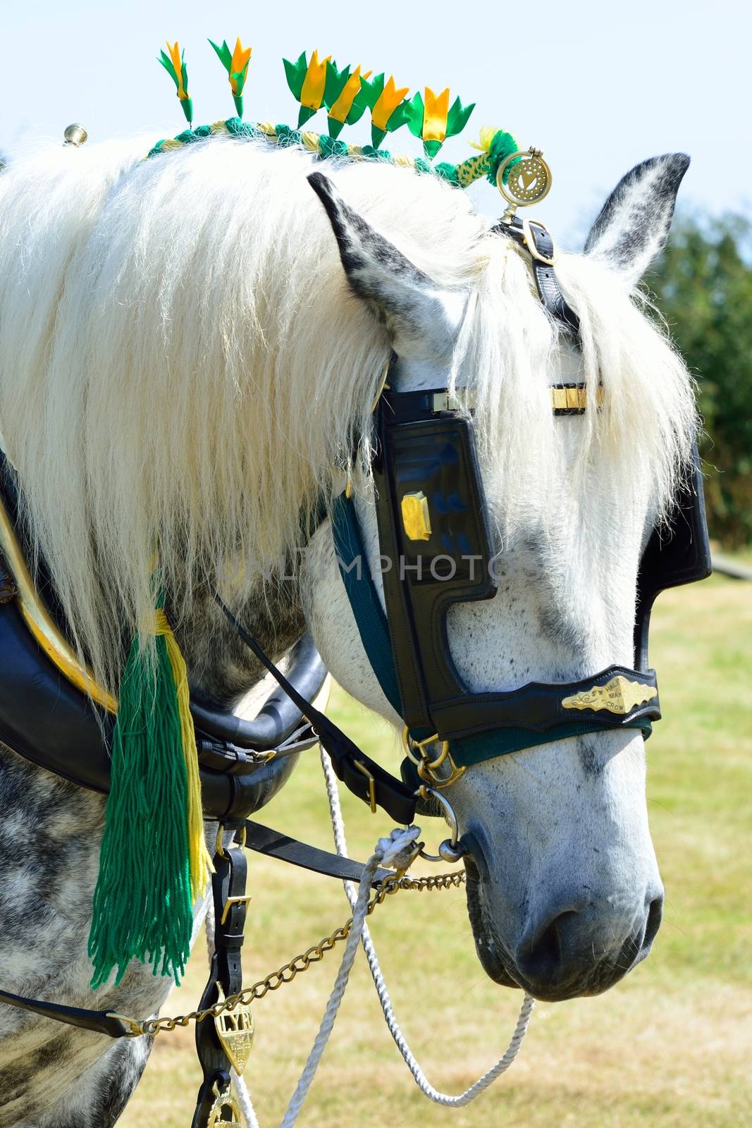 White shire horse by pauws99