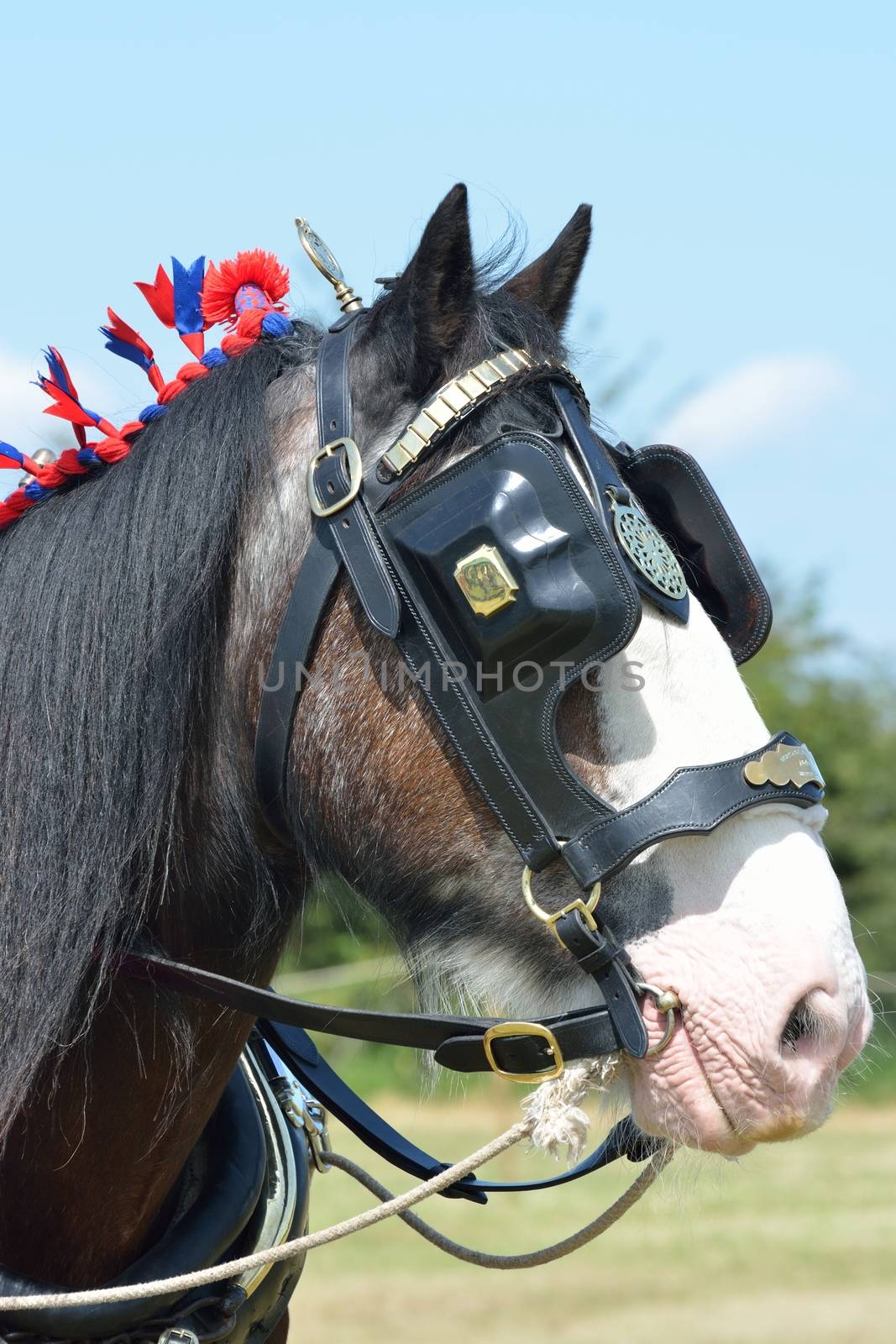 brown and white shire horse head by pauws99