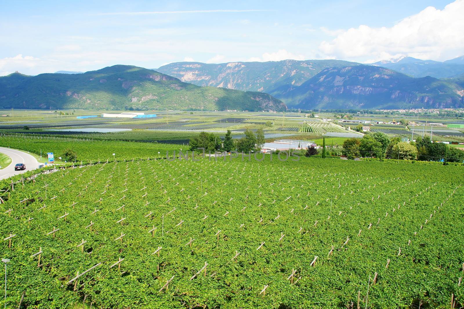 Weinlandschaft in Südtirol bei Tramin mit Blick nach Auer