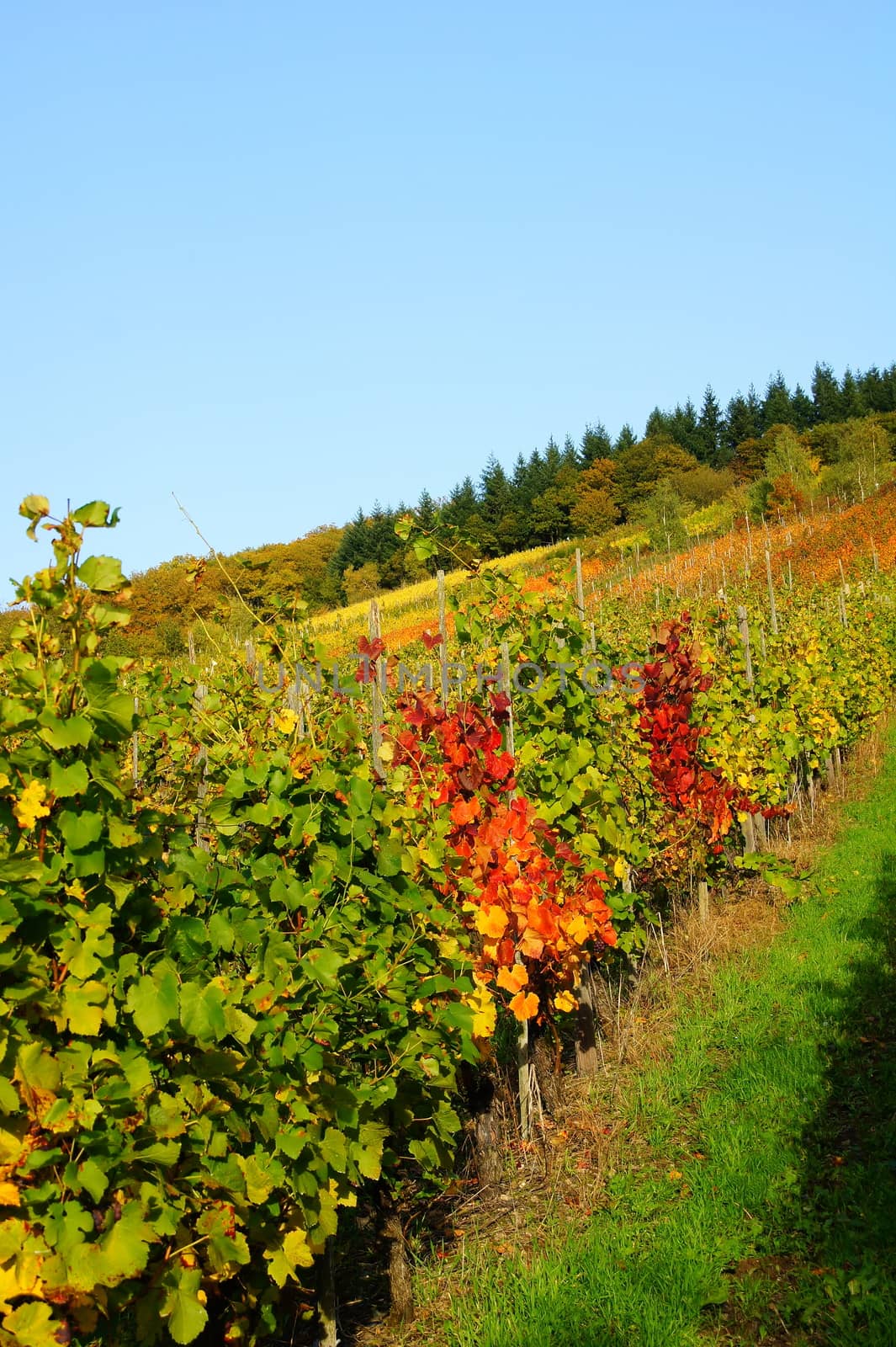 bunter Weinberg im Herbst an der Mosel 
