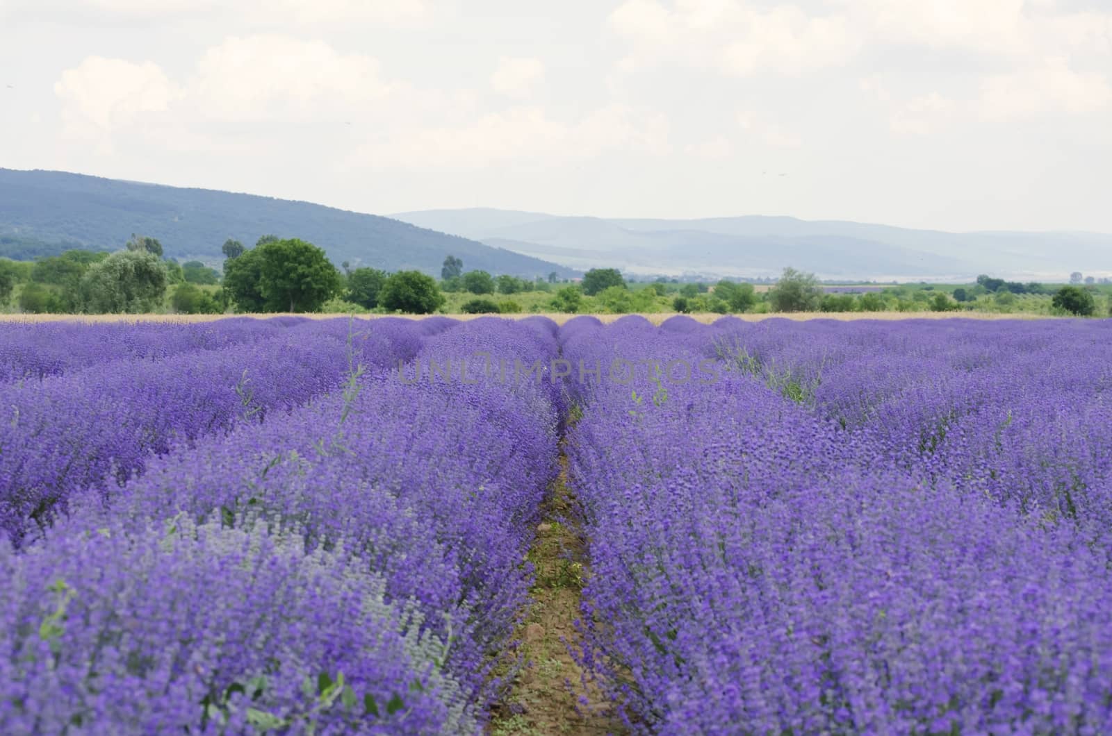 Photo of the Purple Lavender Blossom Field