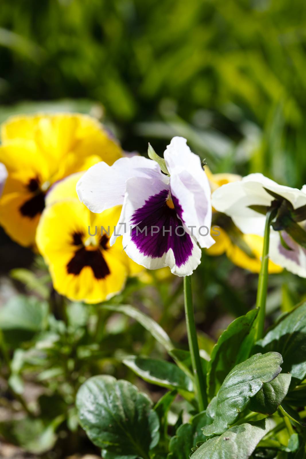 viola flowers