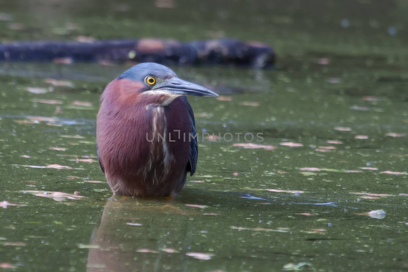 Green Heron hunting on water in his habitat