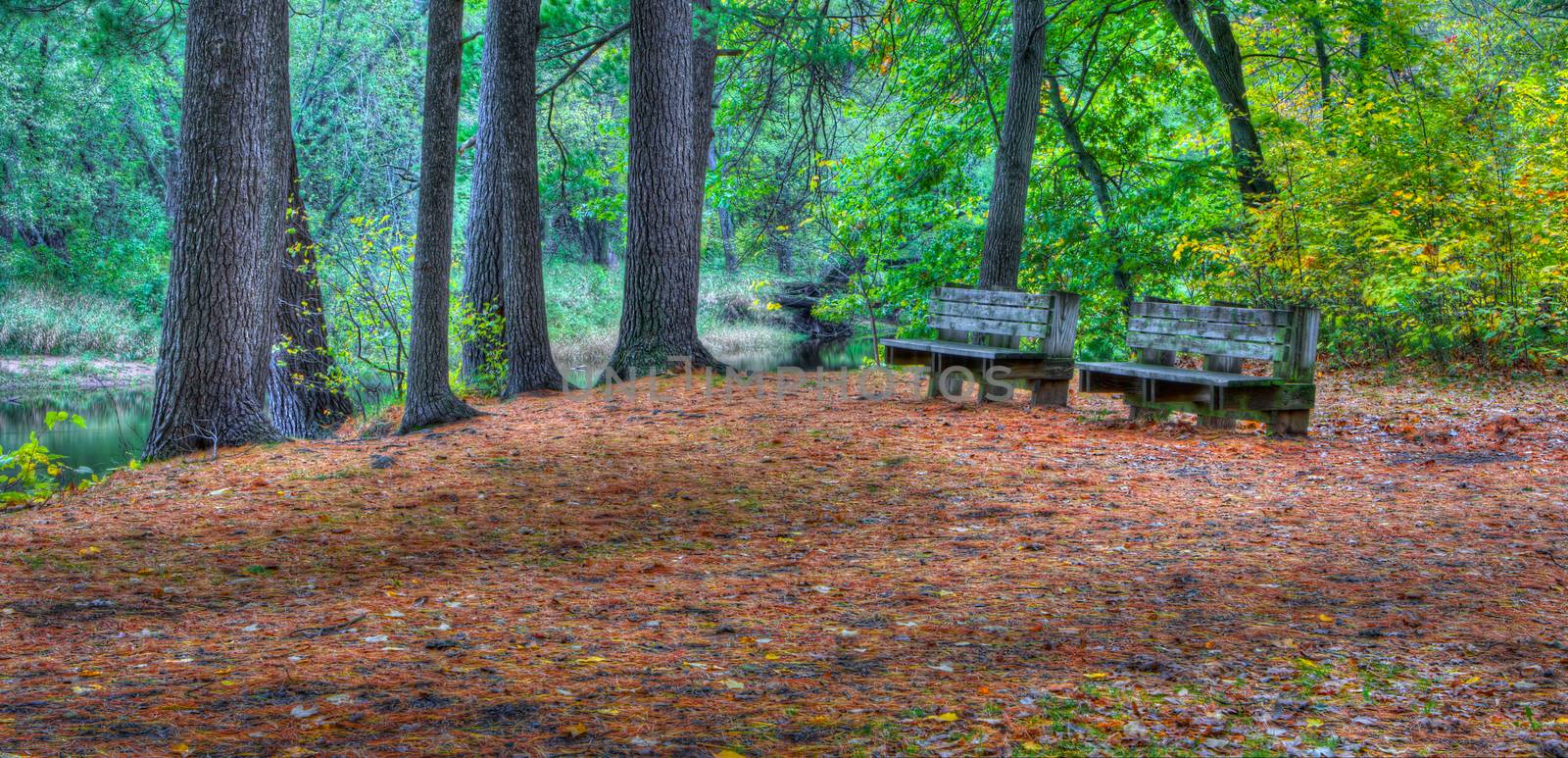 Bench in the middle of the forest foliage.