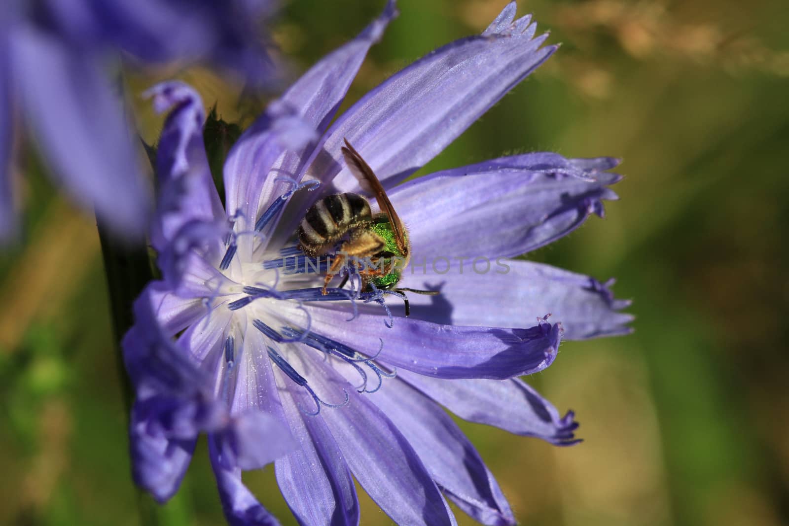 Chicory Flower in early morning sun with light background