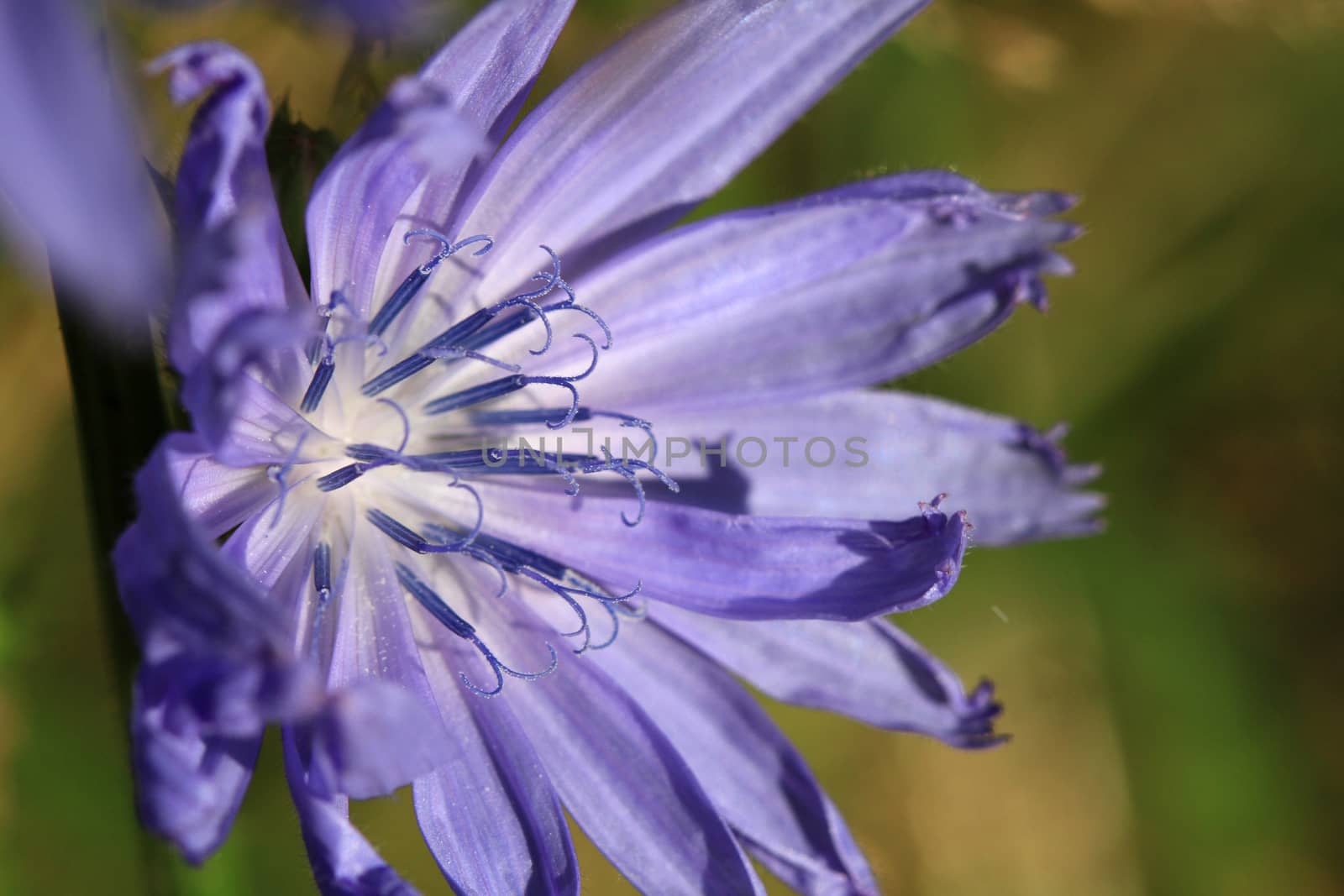 Chicory Flower in early morning sun with light background