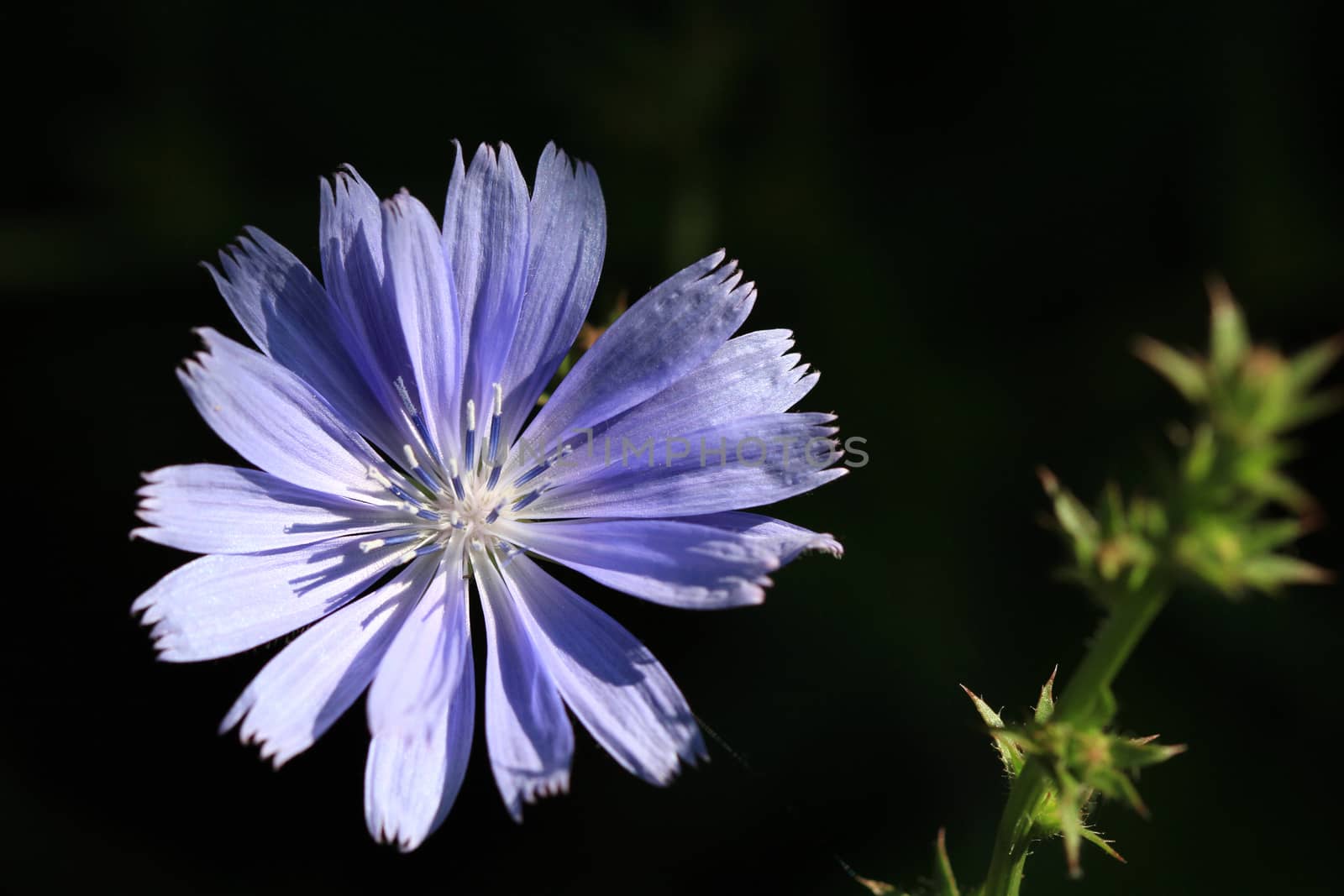 Chicory Flower in early morning sun with dark background