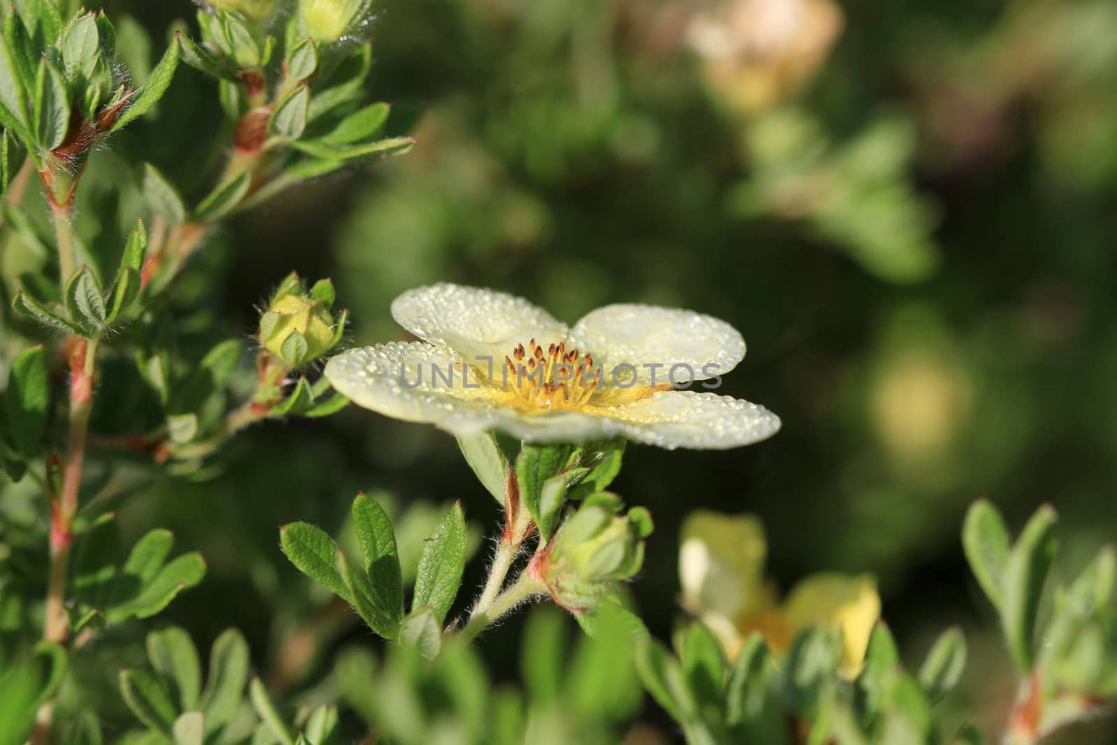 Cinquefoil Flower in early morning sun with dew