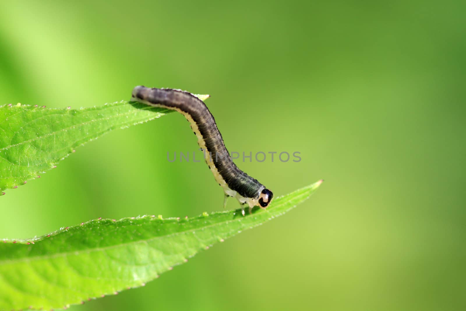 Sawfly Caterpillar moving along leave early morning