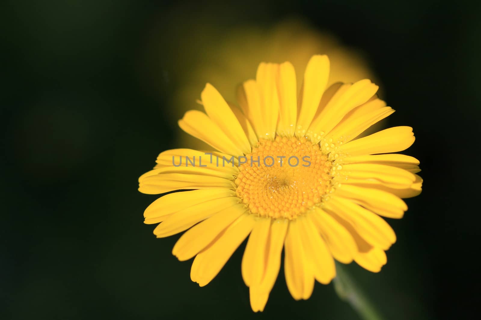 Yellow Daisy flower in morning sun with dark background