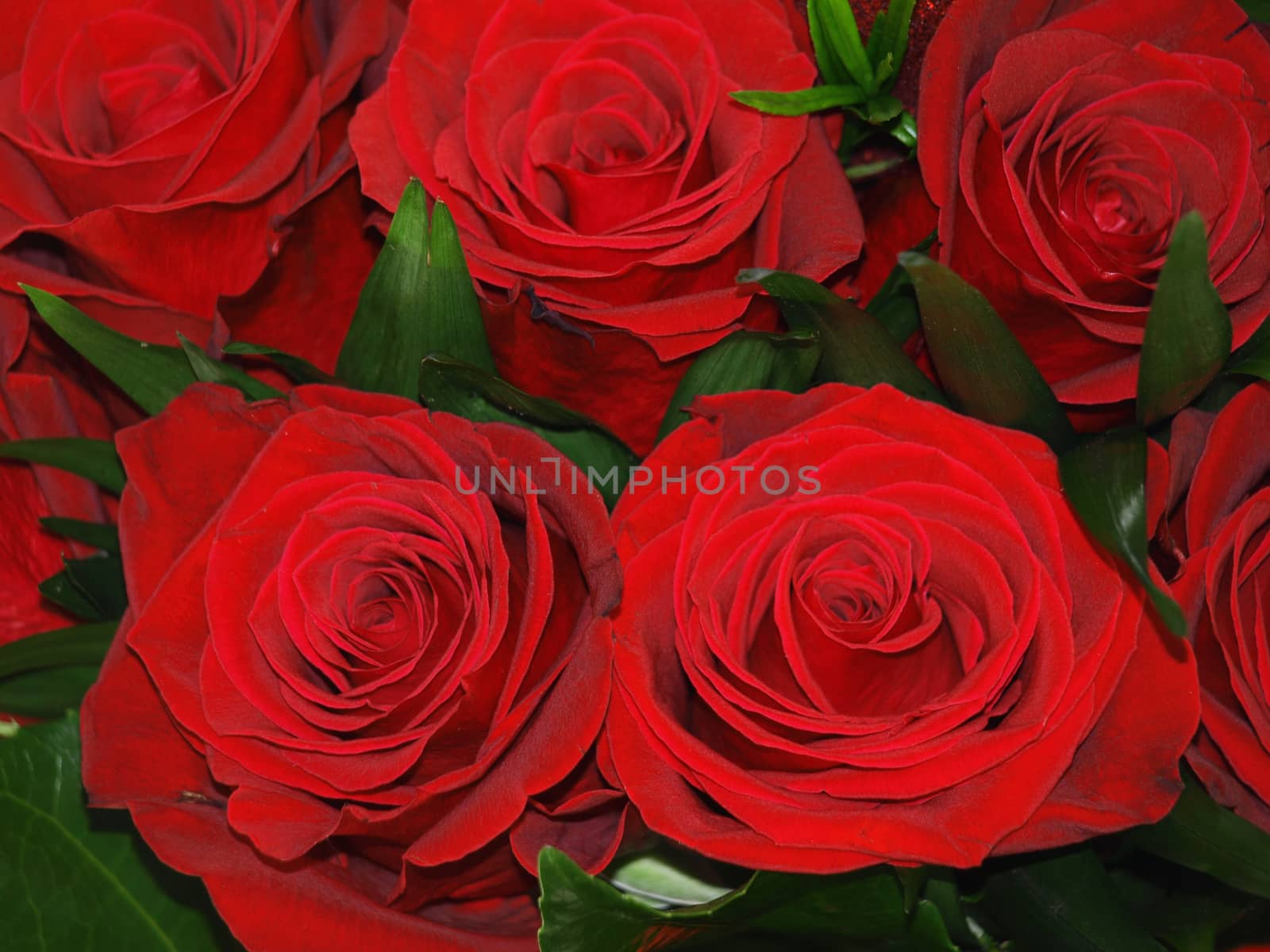red roses by pm29