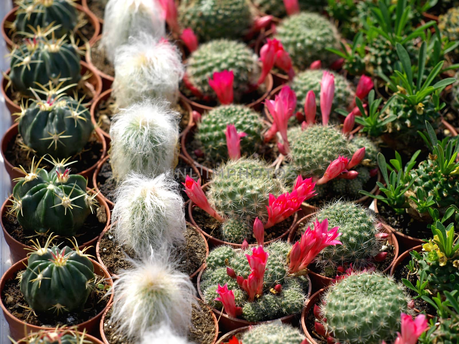 Colorful small cacti at the fair for sale        