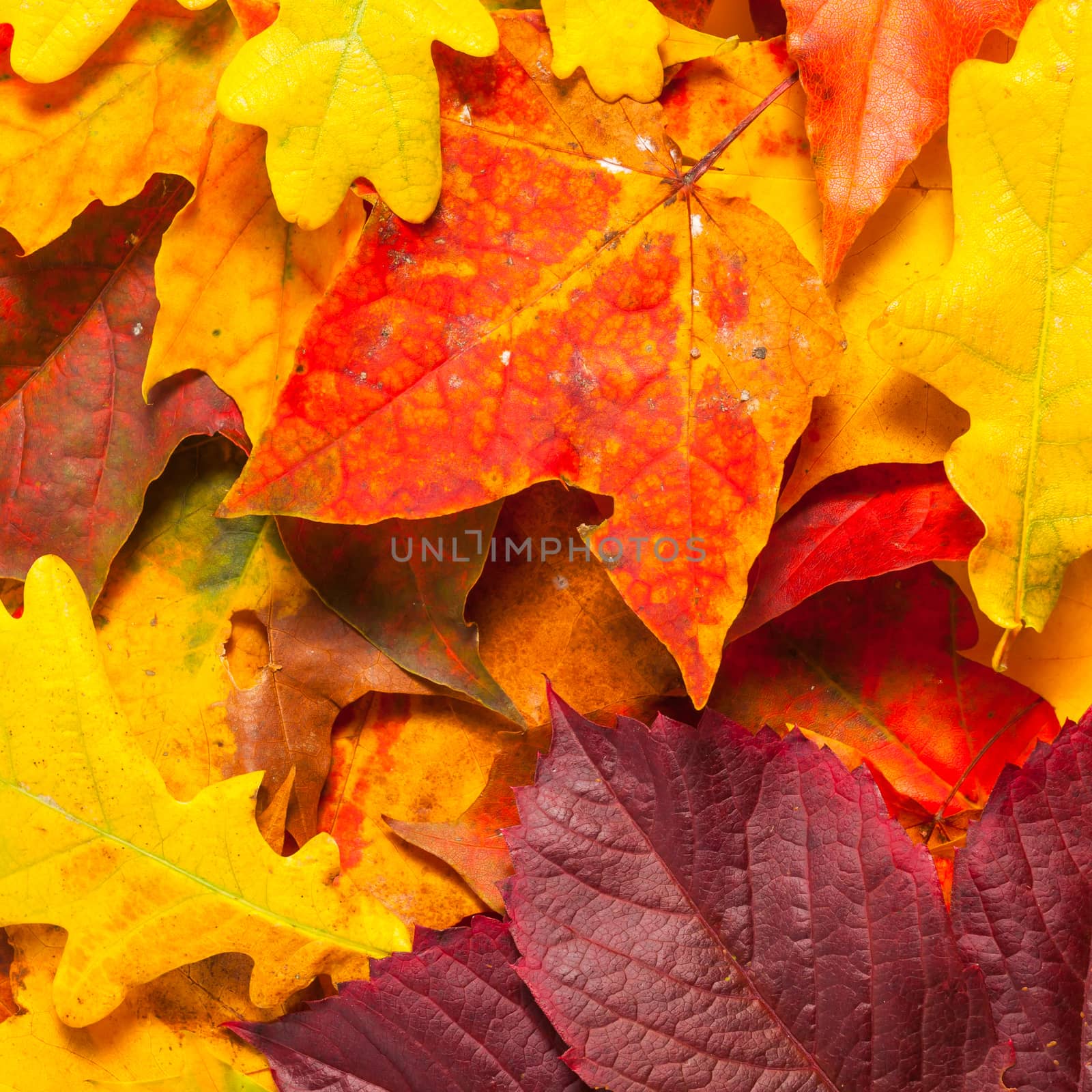 Beautiful autumn maple leaves by RTsubin