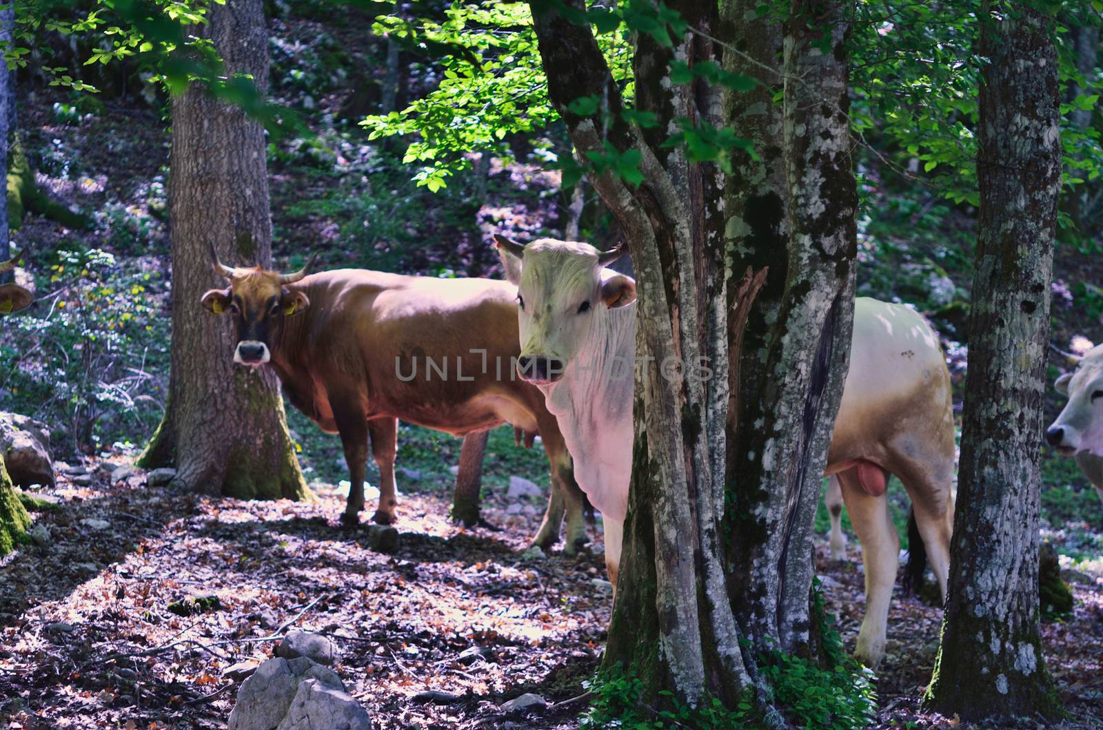 Grazing cows. Mountain forest, Italy