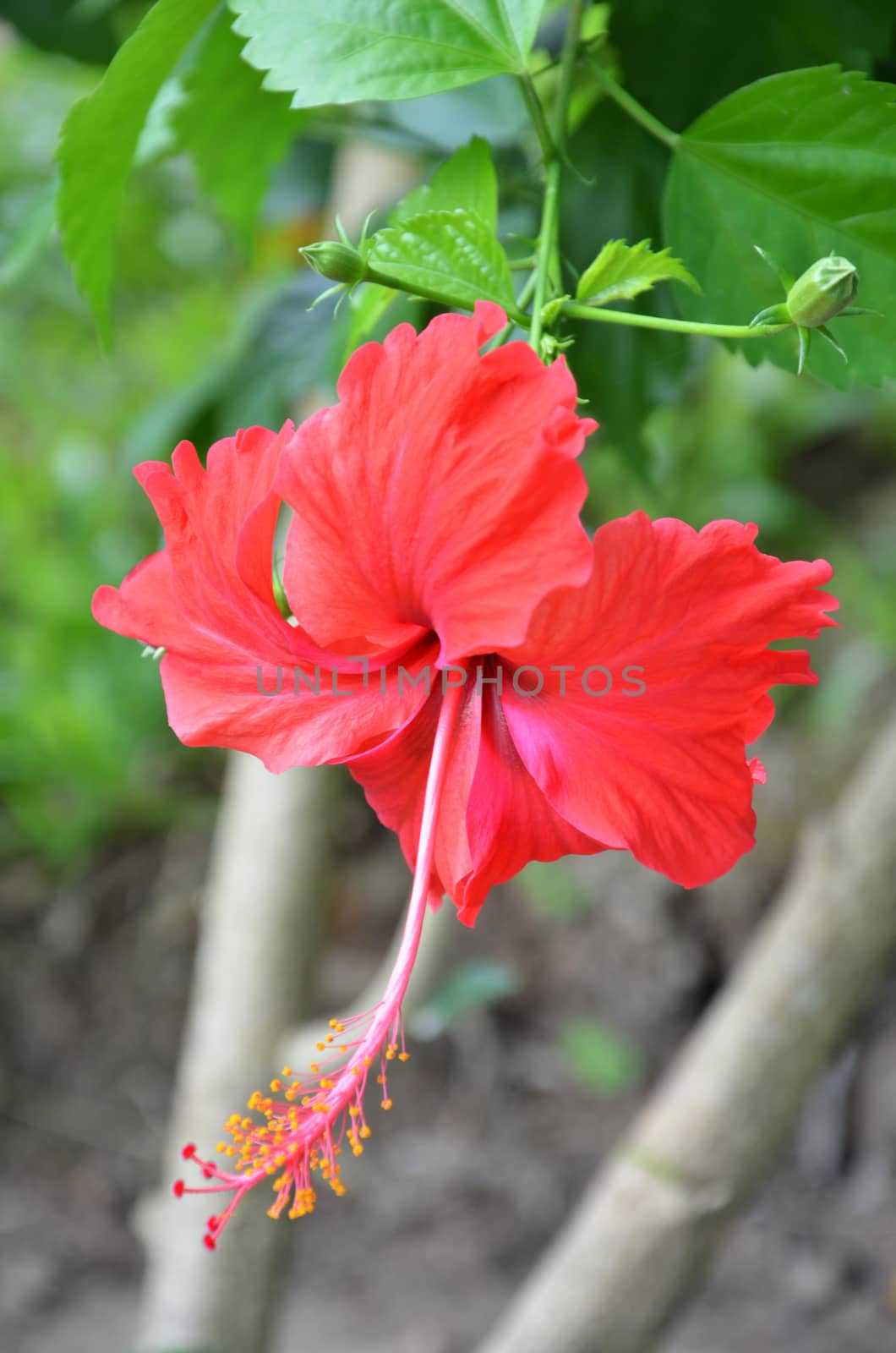 Red Hibiscus flower blossoms in the green surrounding