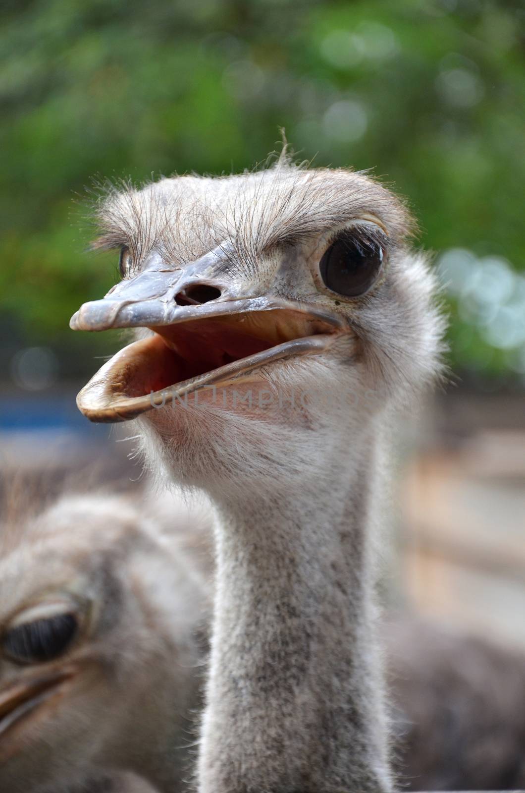 Wild ostrich stares into the camera with its curious gesture. by tang90246