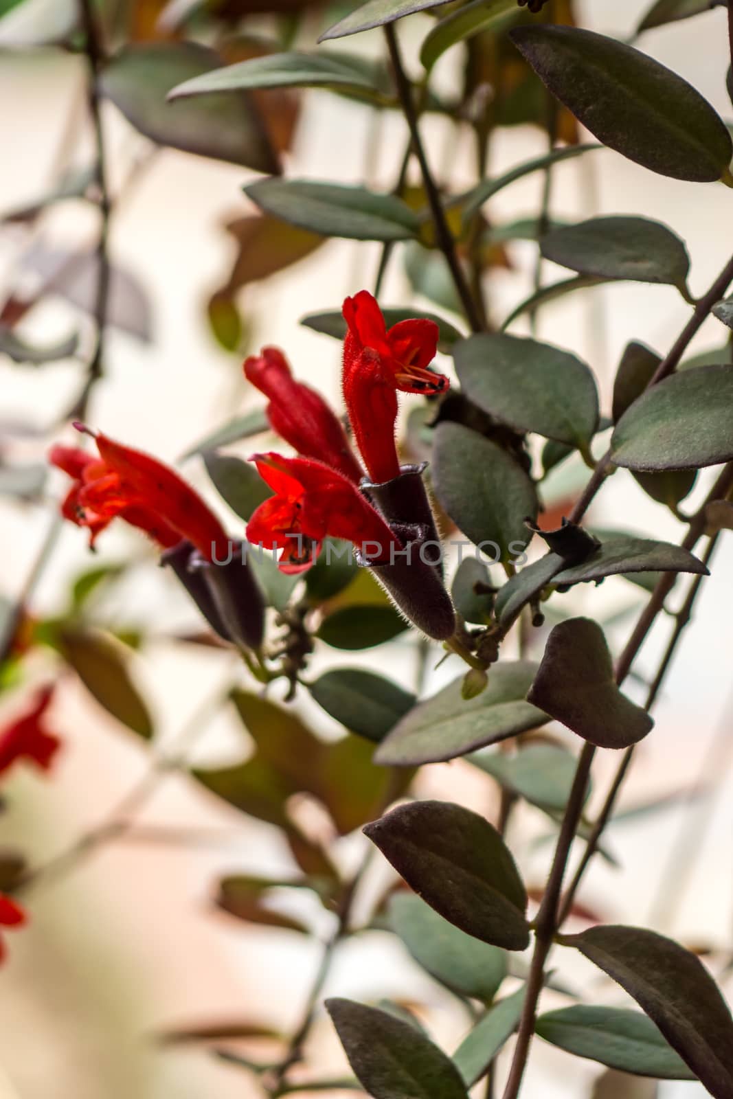 red lipstick plant by nattapatt