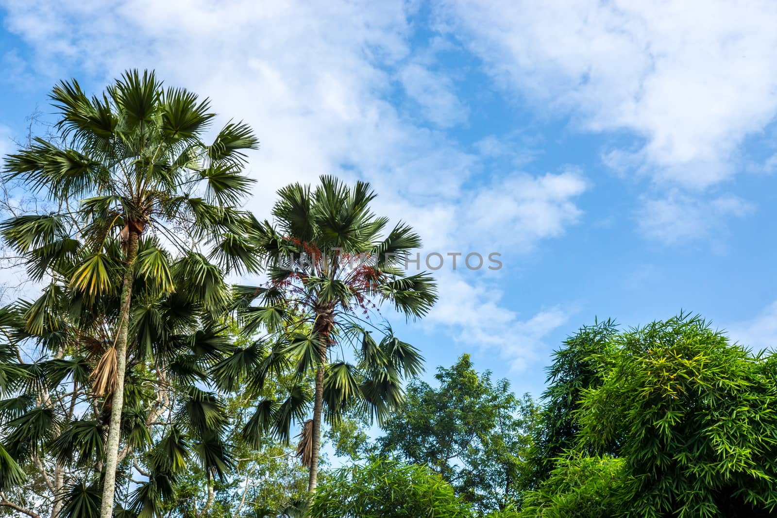 various typed of tropical tree on blue sky