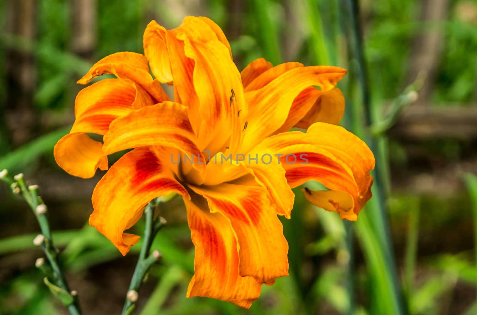 one of orange day lily flower in garden,shallow focus