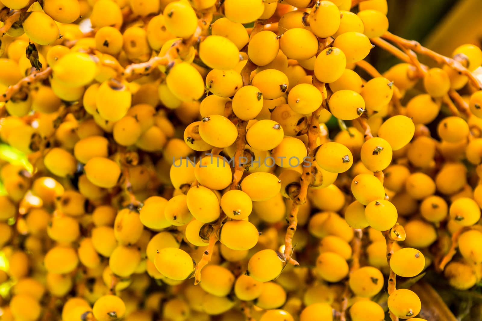 group of yellow palm seeds in tropical forest ,shallow focus