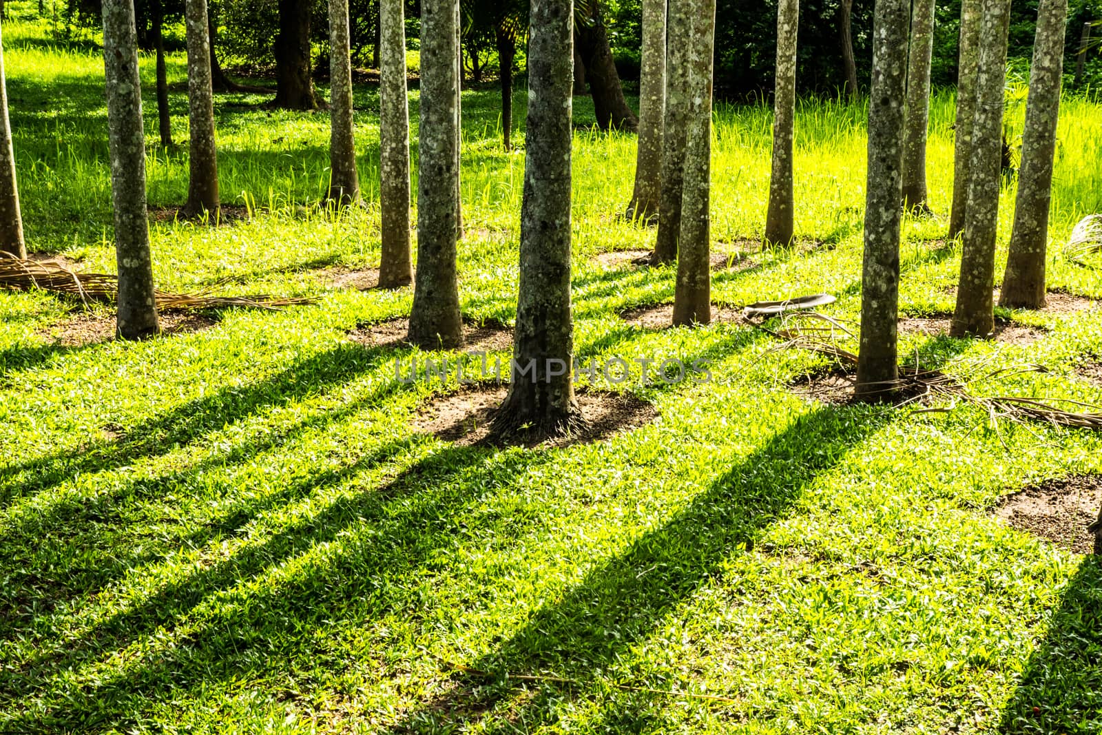 group of tree in tropical garden  at late afternoon