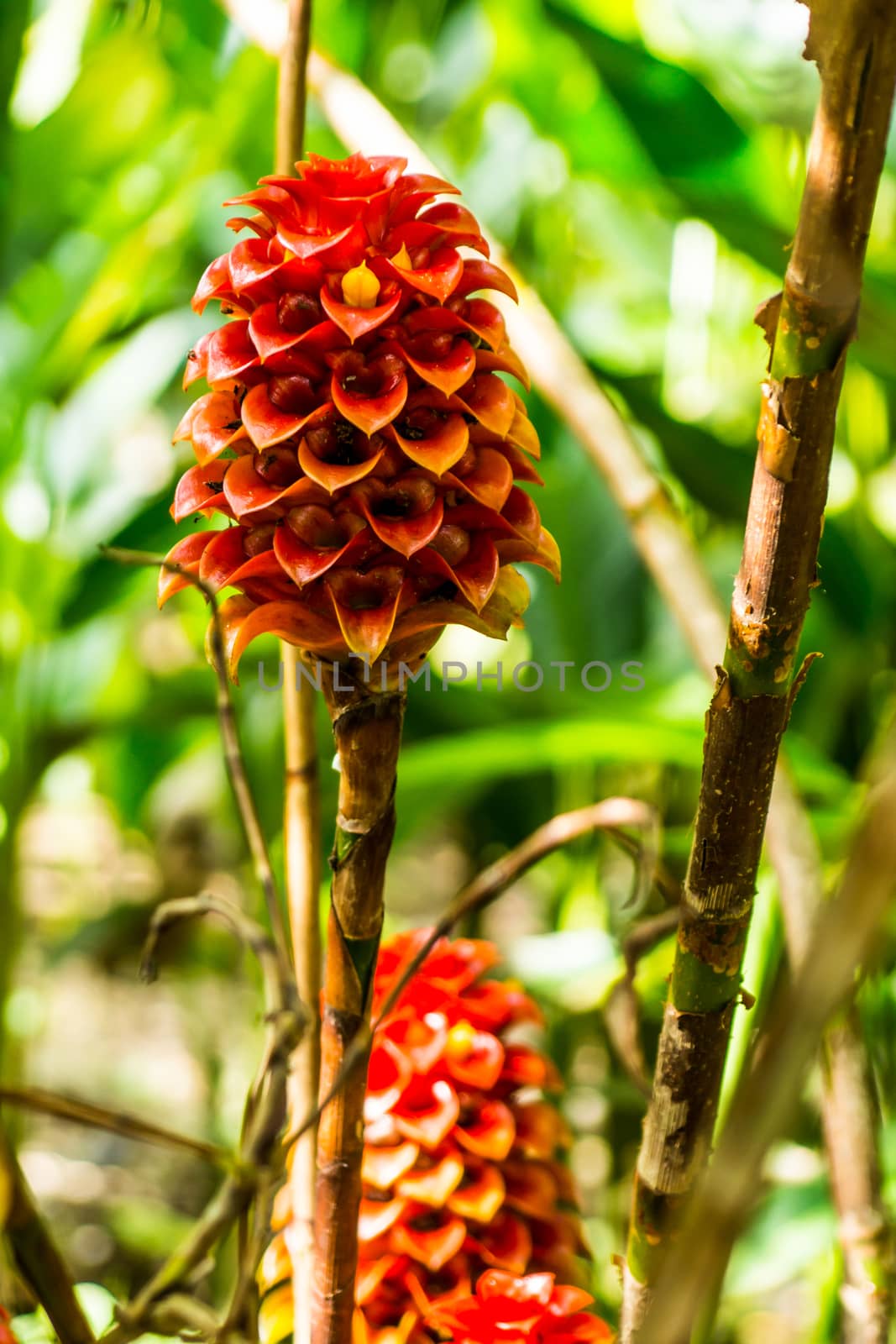 red wild flower in tropical rainforest,shallow focus