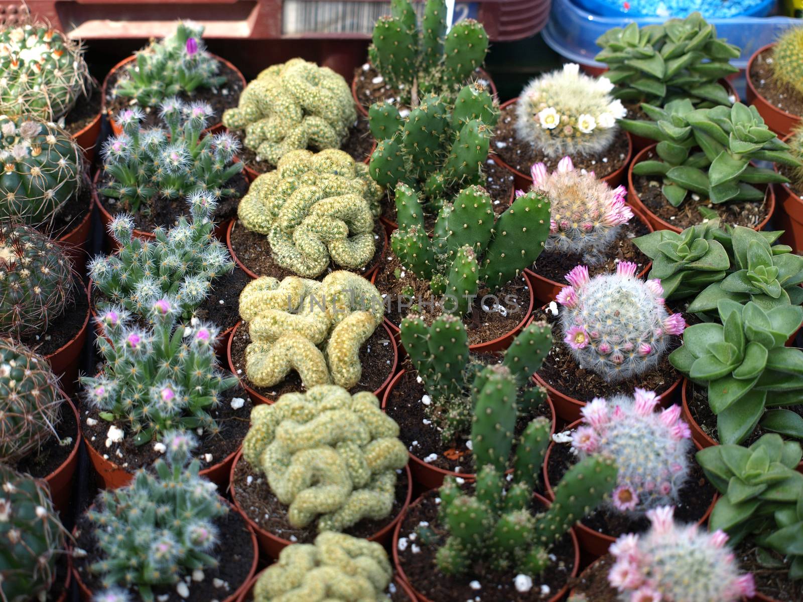 various small cacti exhibited at the fair for sale 