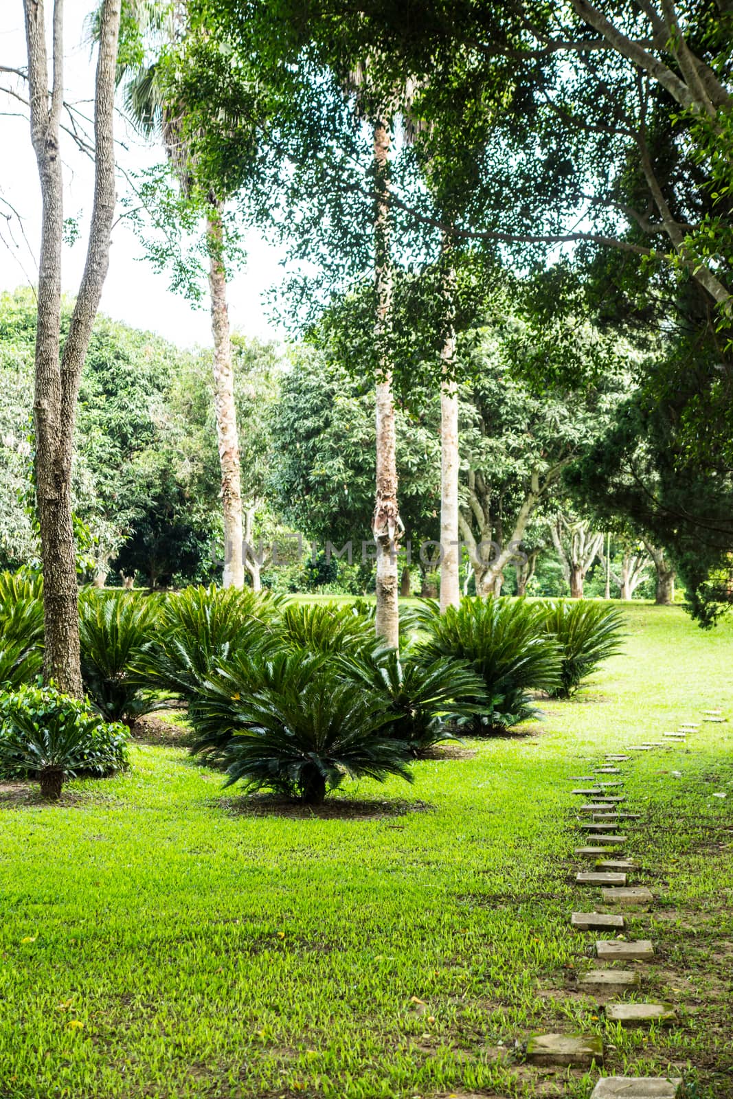 scene of tropical garden ,Chiangrai,Thailand