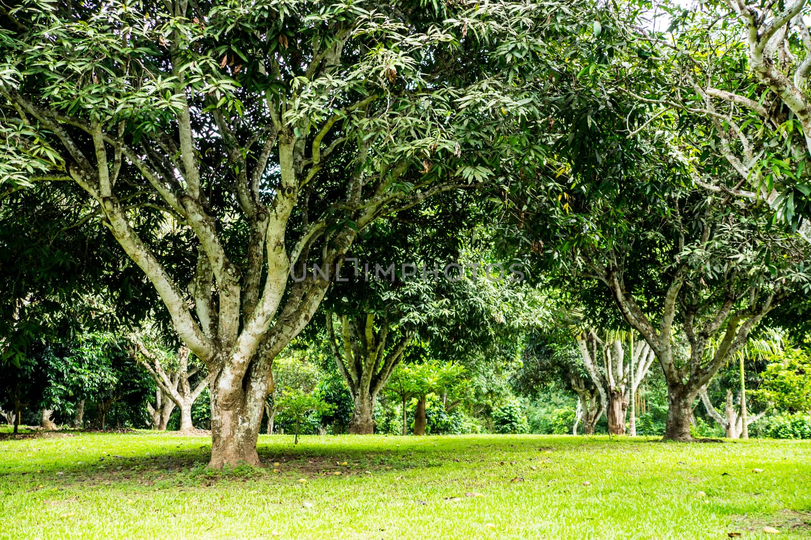 scene of tropical garden ,Chiangrai,Thailand