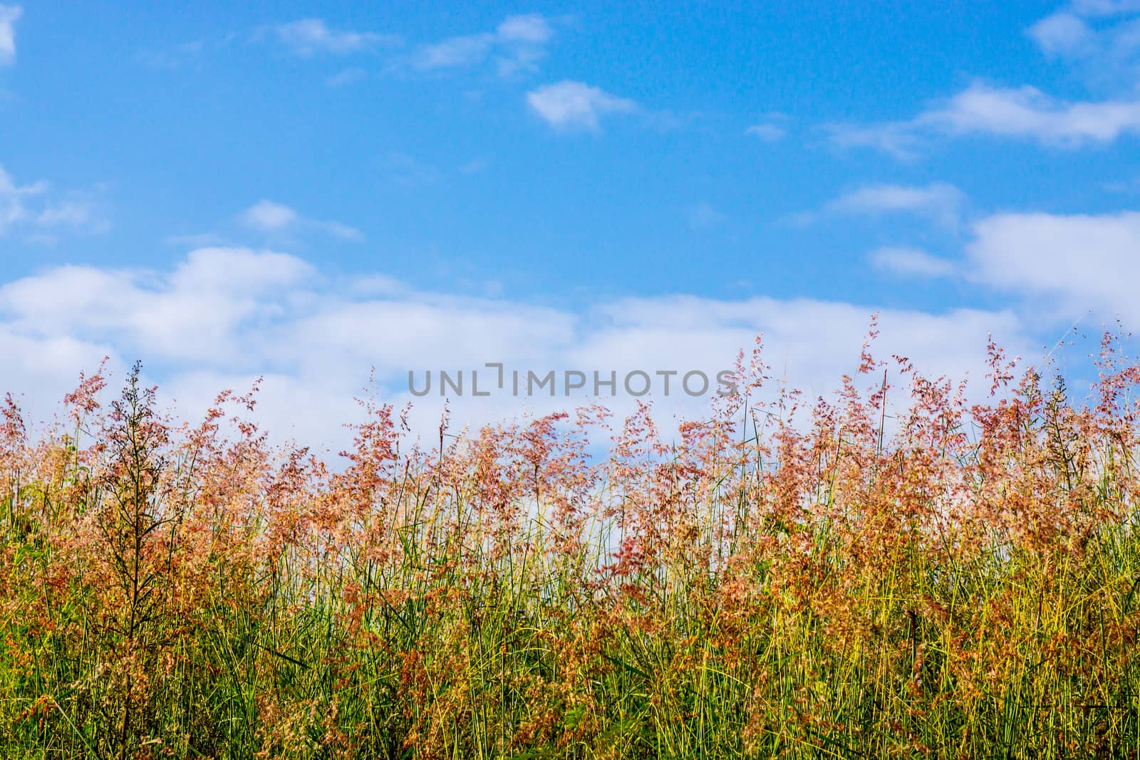 red grass flower on blue sky scene,Chiangrai,Thailand