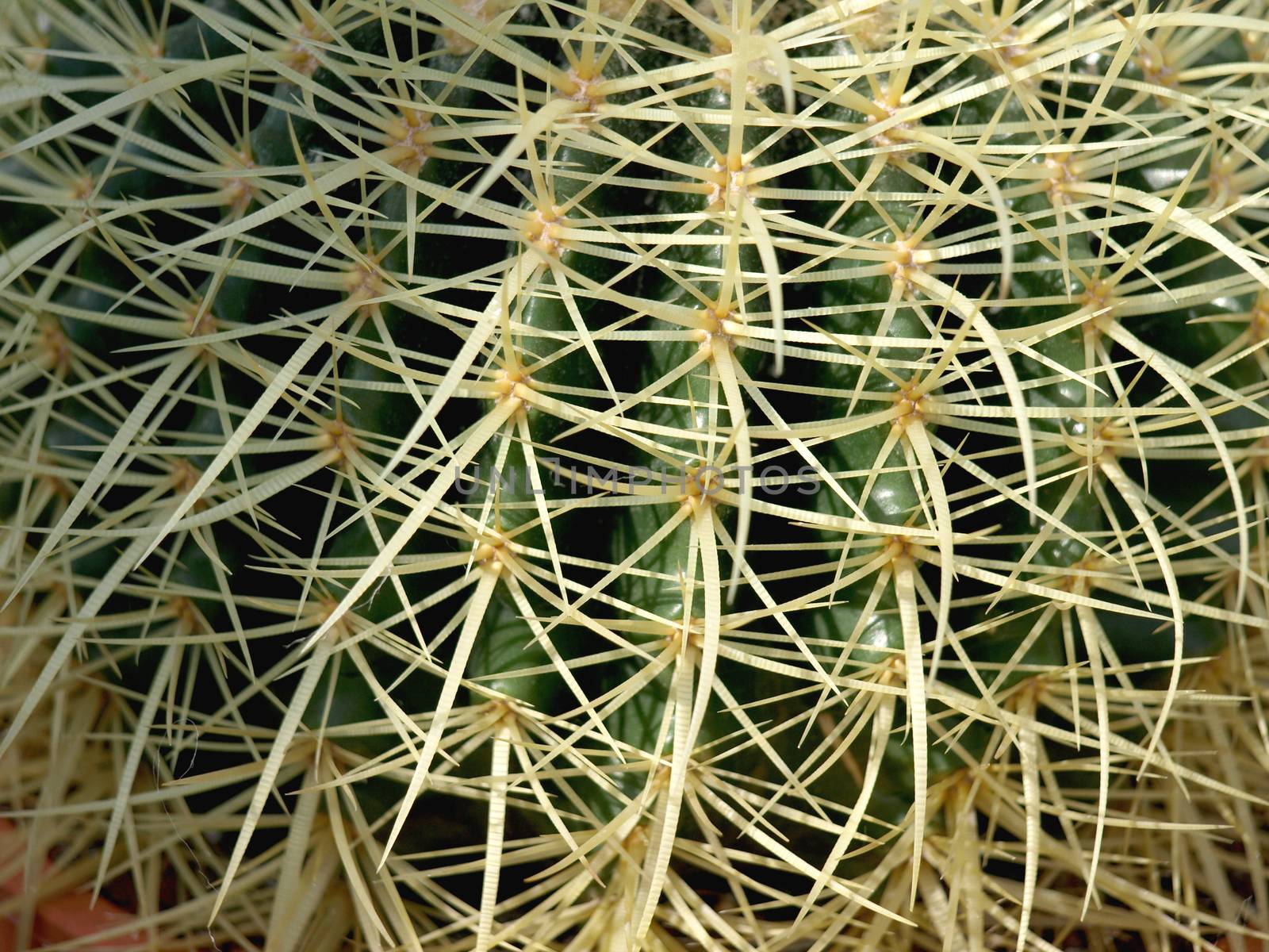 beautiful little cactus with its large spines     