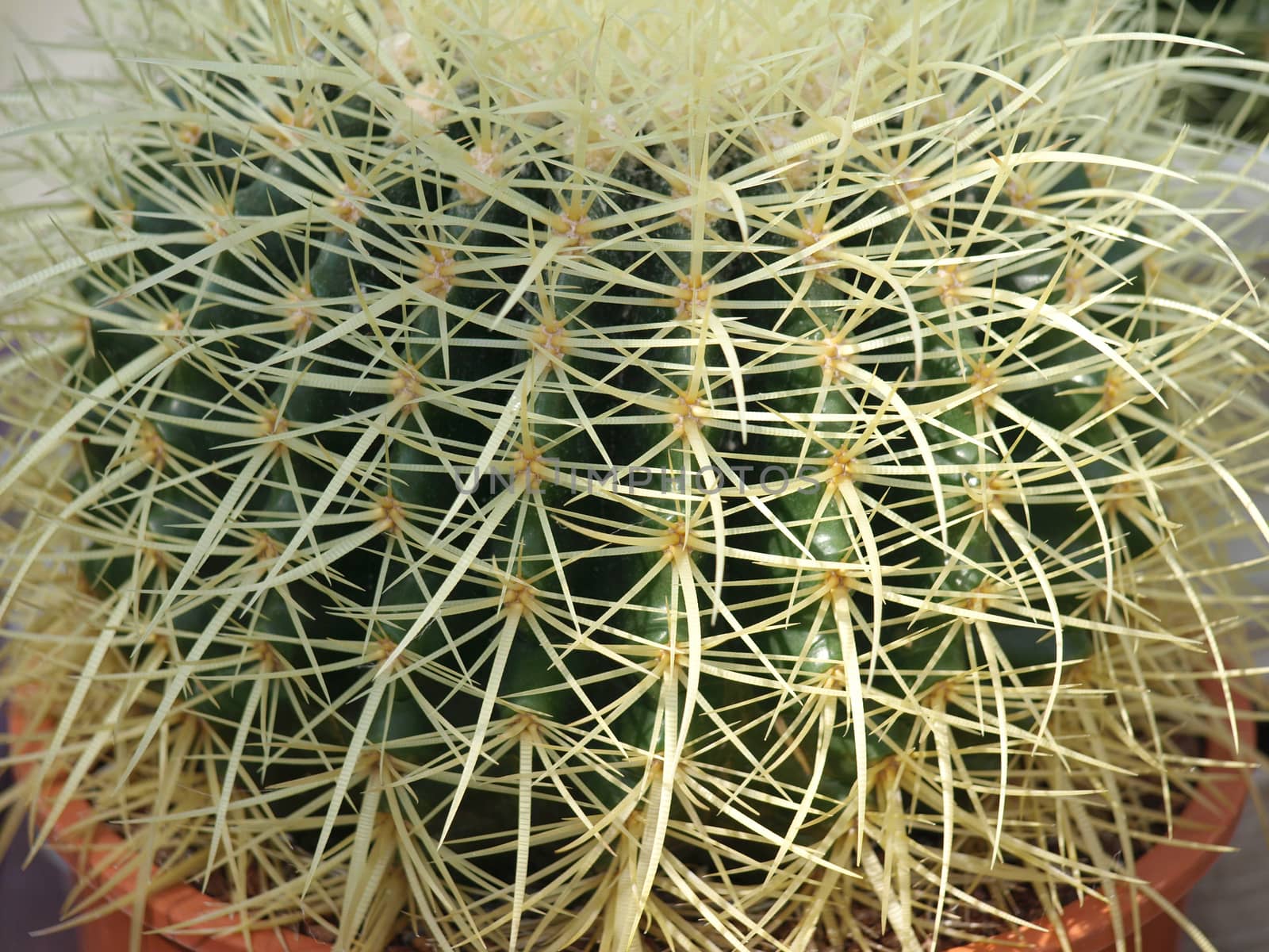 beautiful little cactus with its large spines    