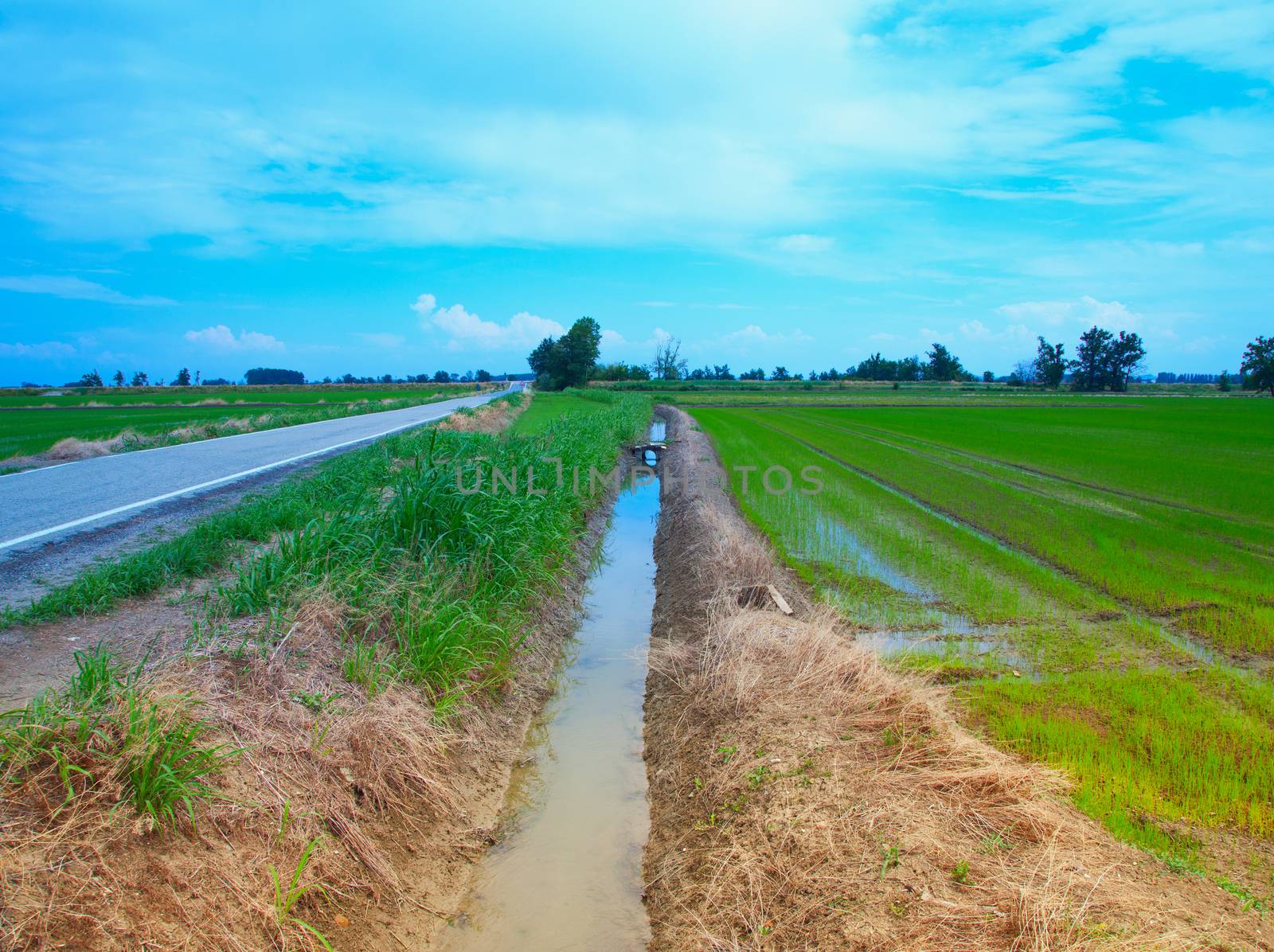 Panorama of a rice field under the blue sky