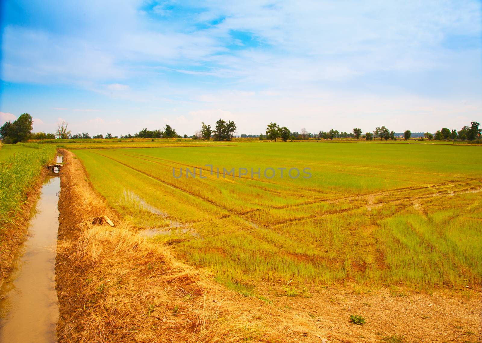 Panorama of a rice field under the blue sky