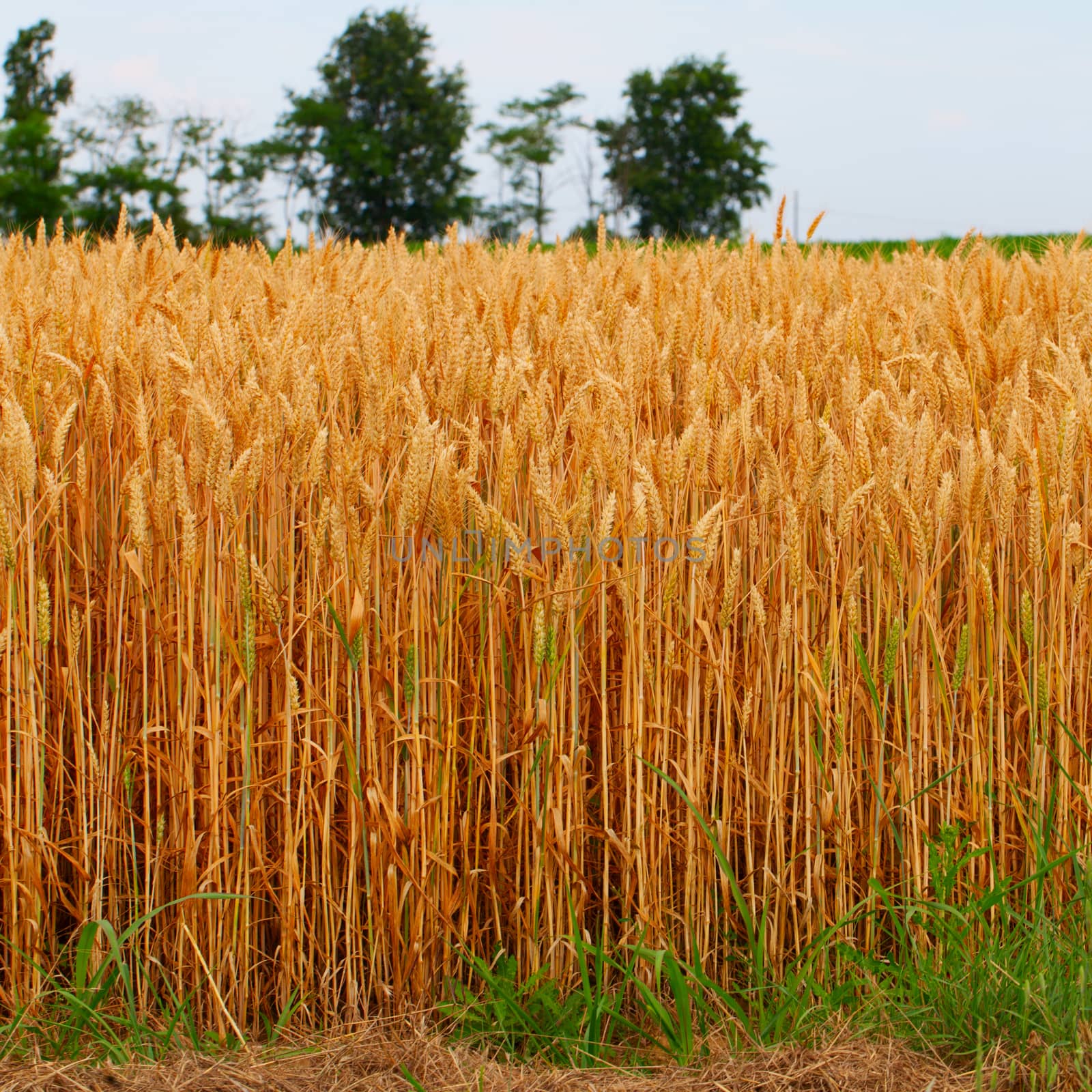 High ears of wheat, with trees on the back