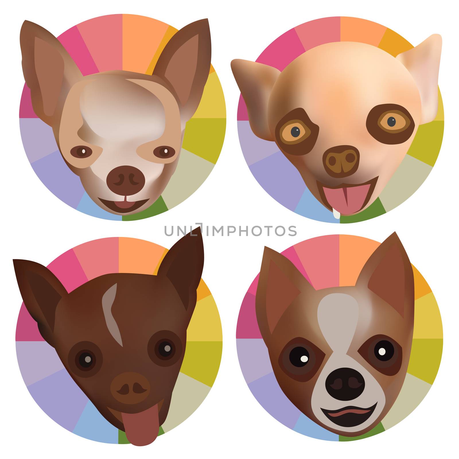 Chihuahua 4Head Fancy by olovedog