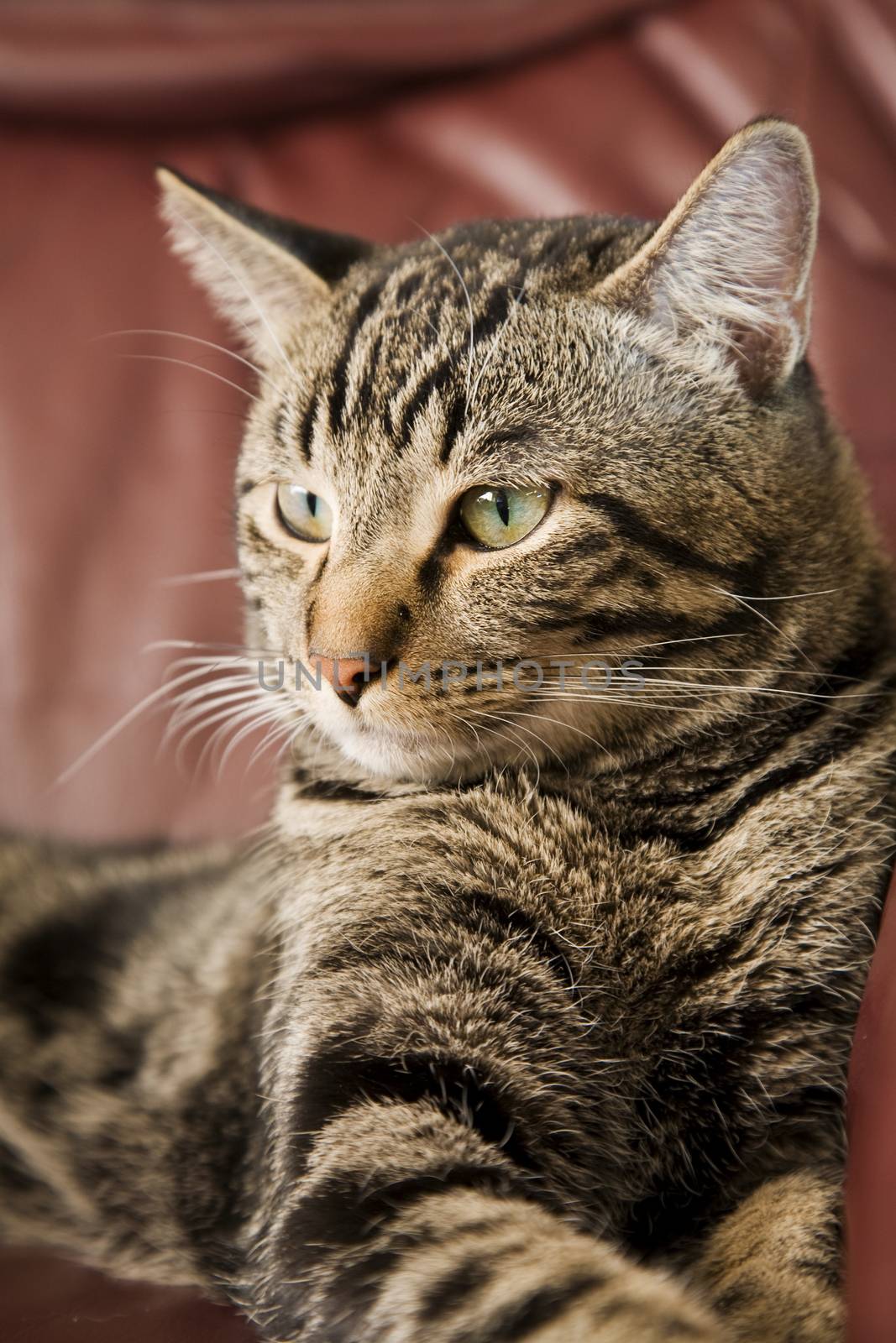 A male tabby cat laying on a leather chair.  Shallow DOF.