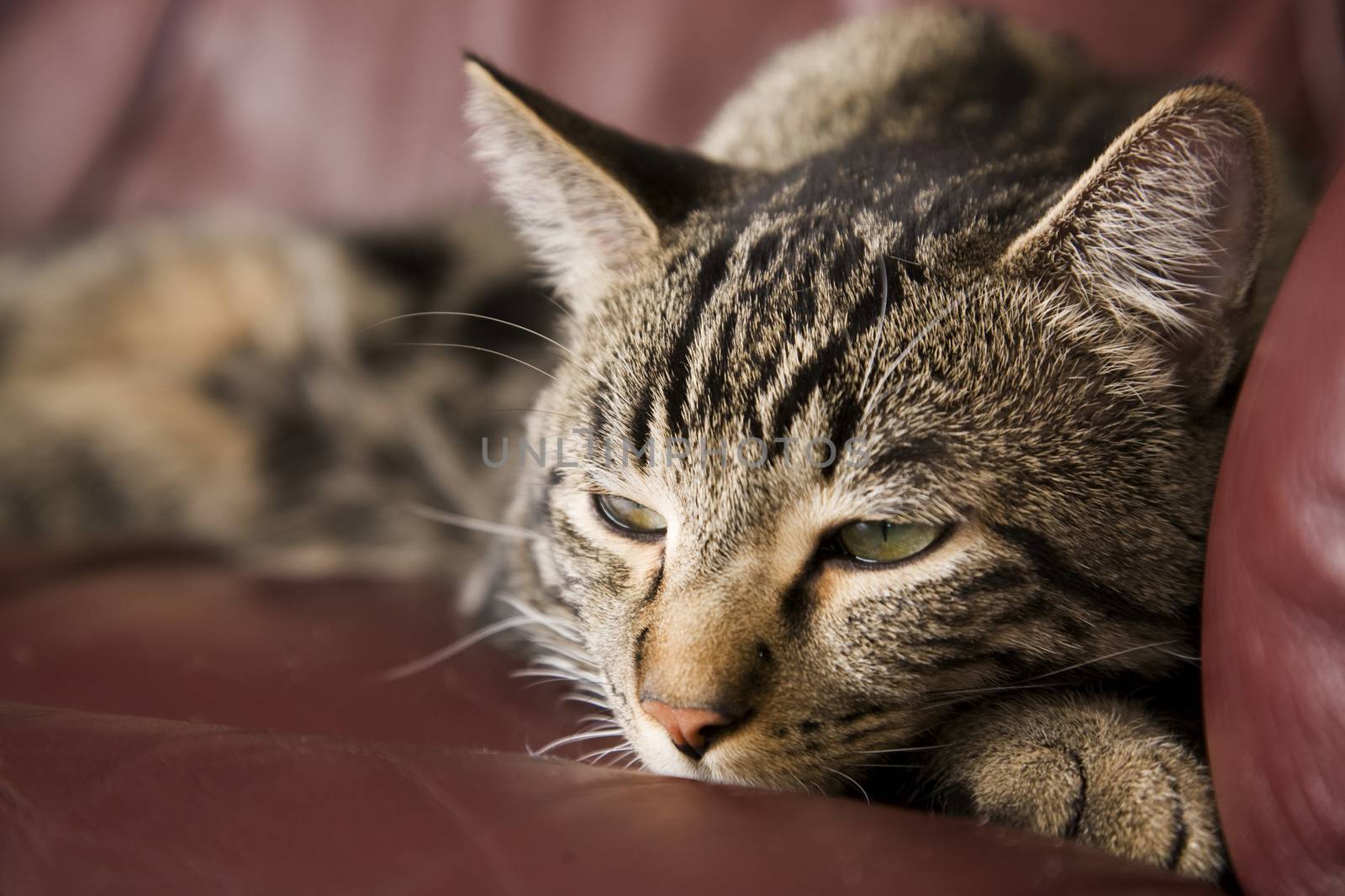 A lazy, tabby cat half asleep on a burgundy leather chair.  Shallow DOF.
