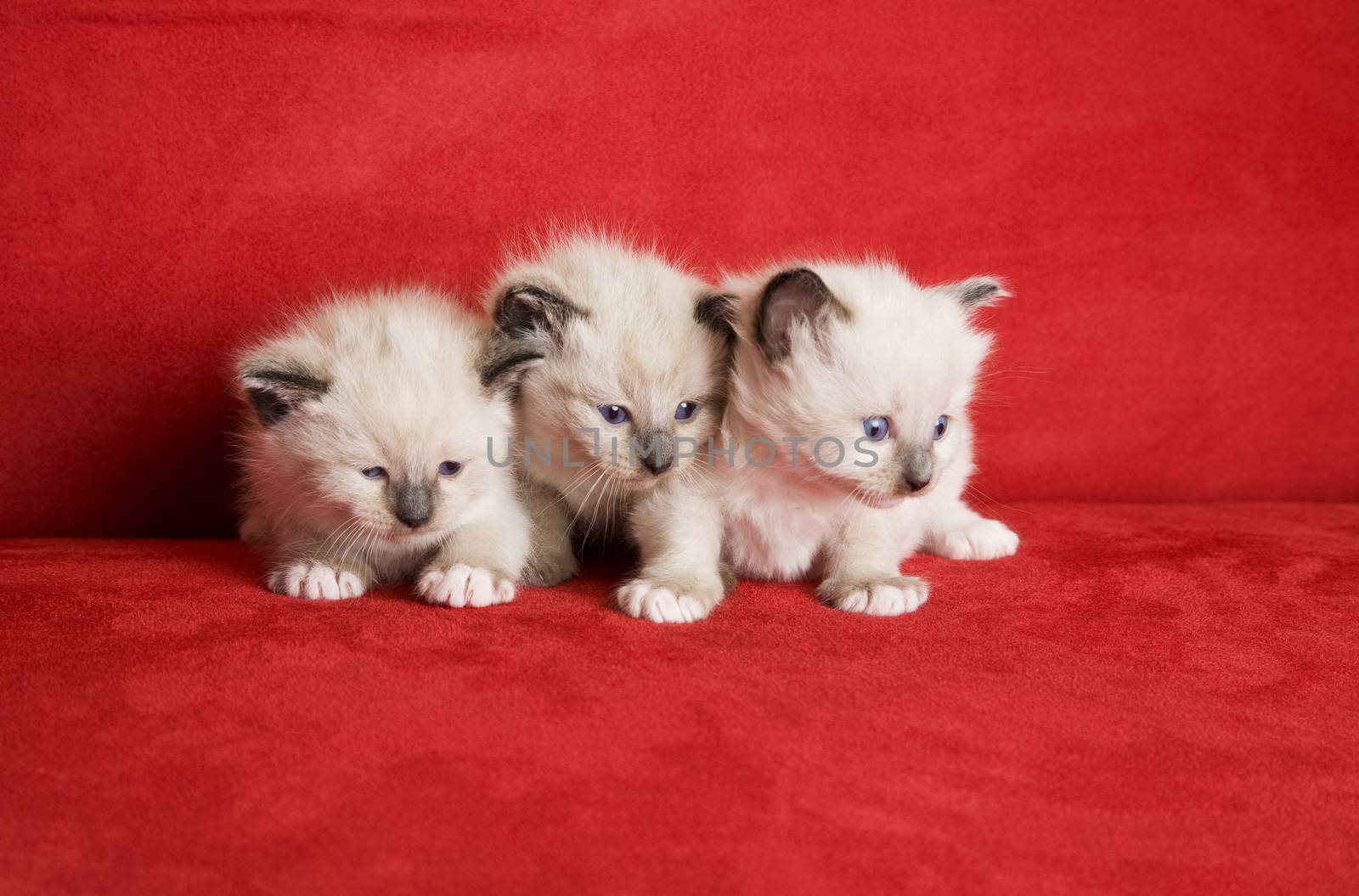Three little kittens in a row.  Snowshoe Lynx Point Siamese kittens at 3 weeks old.