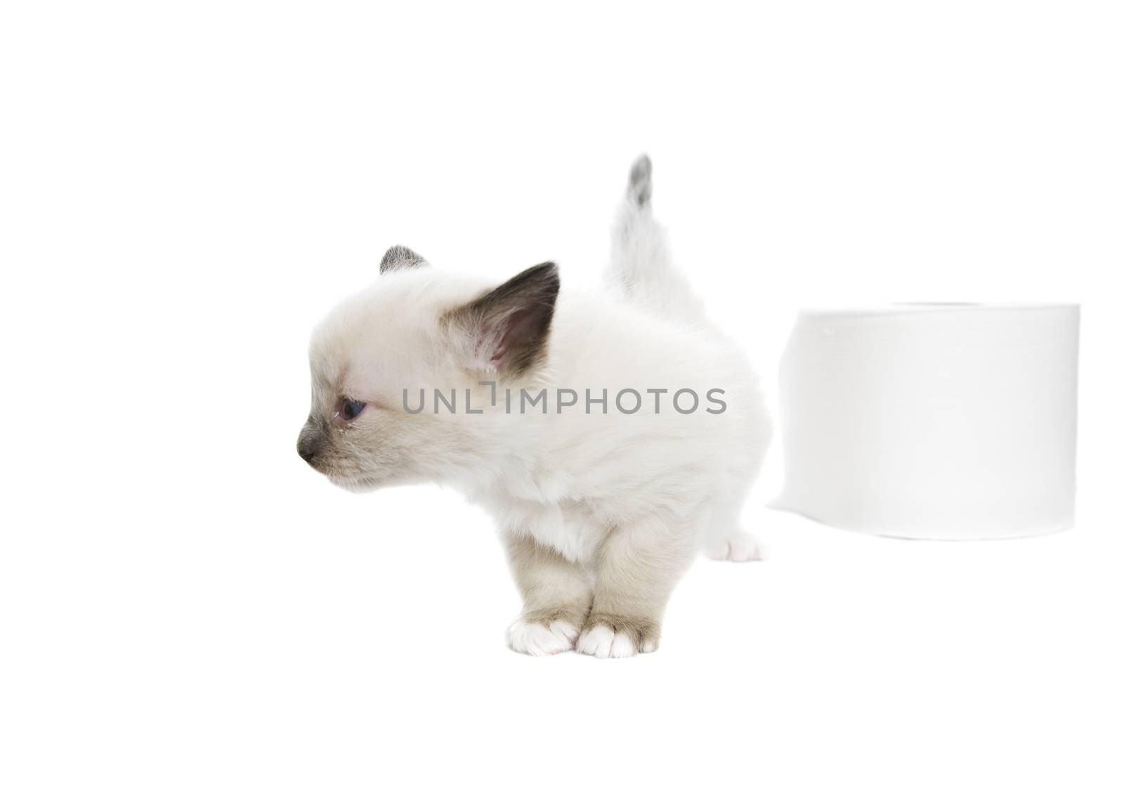 A purebred, Snowshoe Lynx-Point Siamese kitten turns her nose up at toilet paper that isn't soft enough.  Room for copy.
