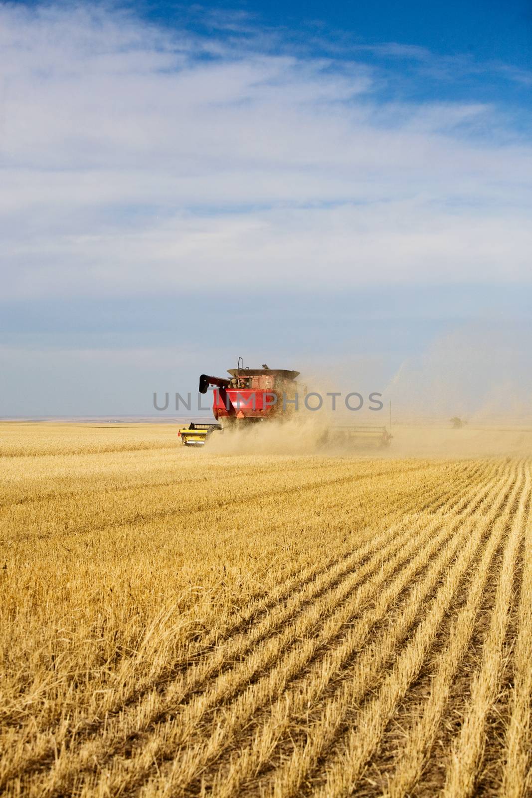 Dust & chaff swirl and create a haze around a combine harvesting a wheat field.