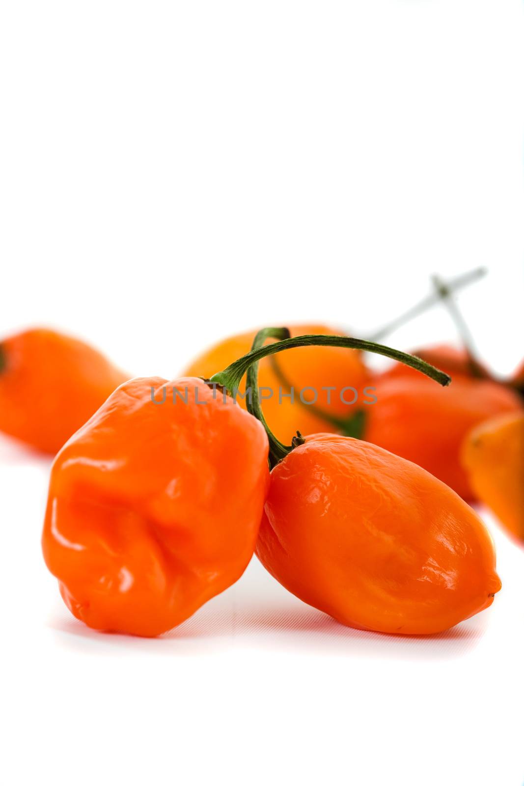 Habanero Chili Peppers by songbird839