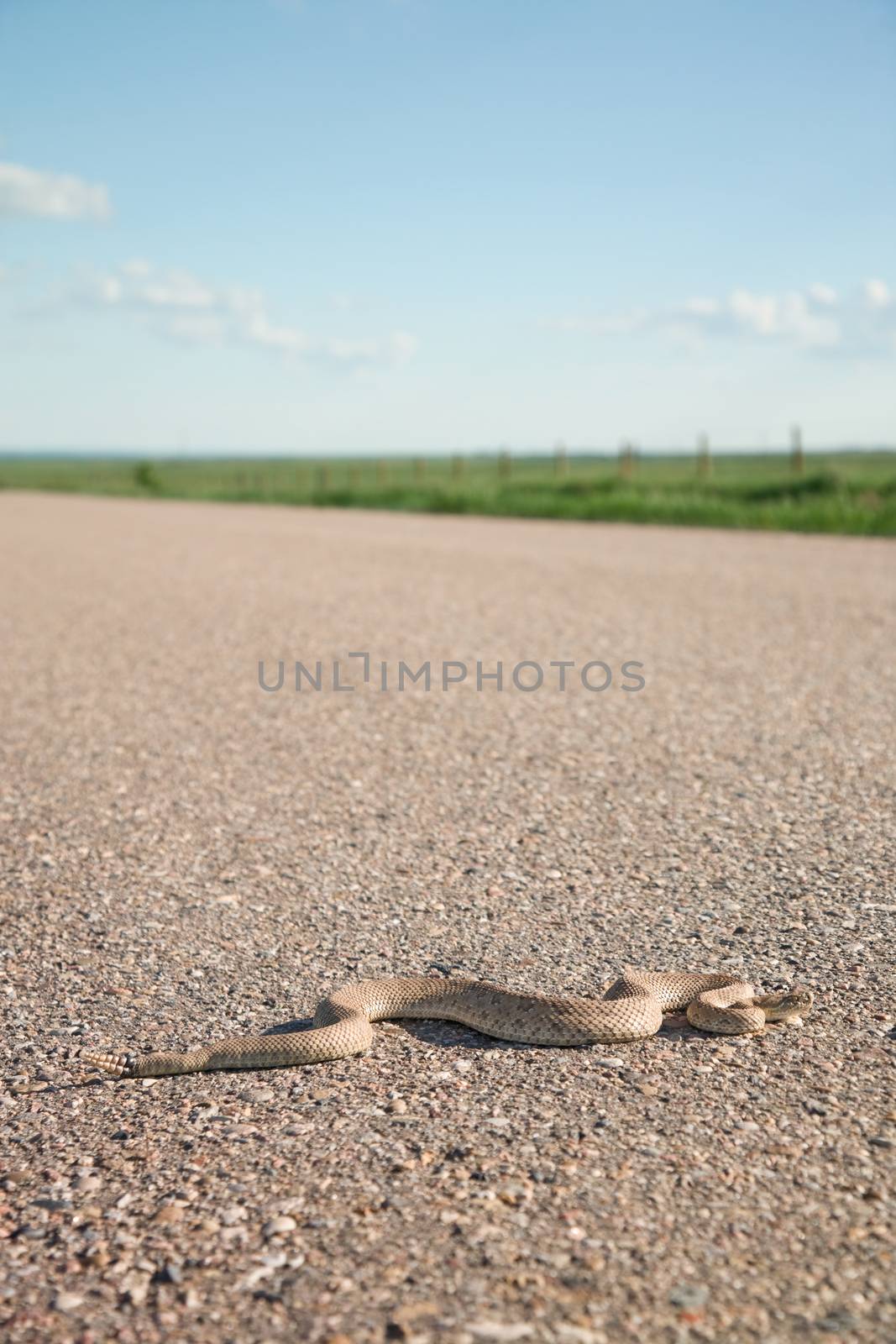 An 8 year-old prairie rattlesnake crossing a highway.  Shallow depth of field.