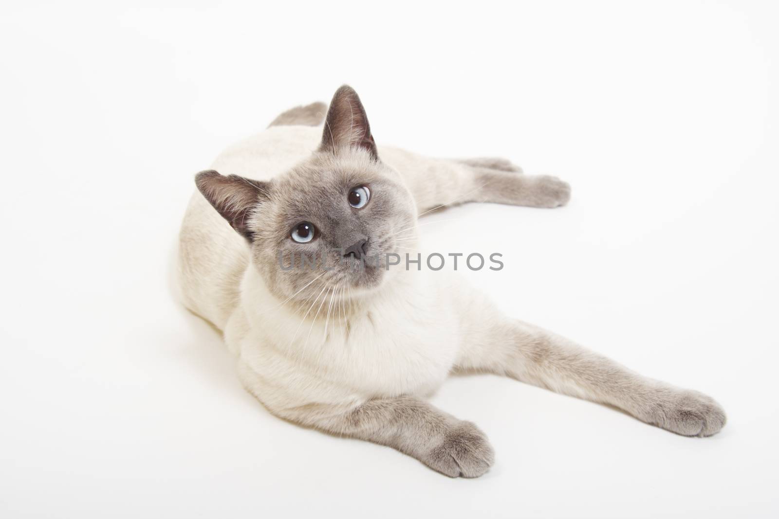 Male Lilac Point Siamese laying on a white background.