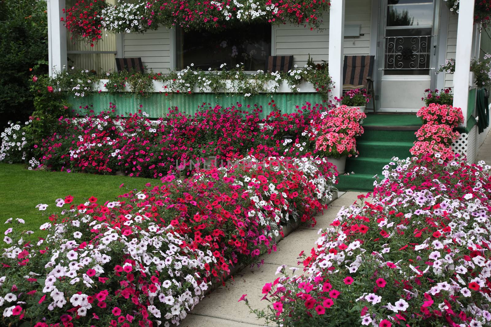 Hundreds of petunia blossoms add curb appeal to an old character home.