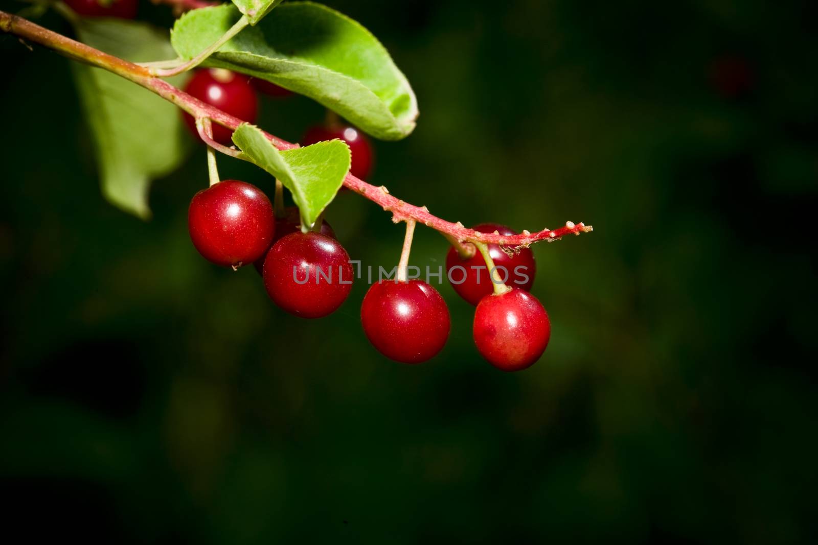 Macro shot of beautiful, red chokecherries found growing wild on the Canadian prairies.  Used for wine & jelly.
