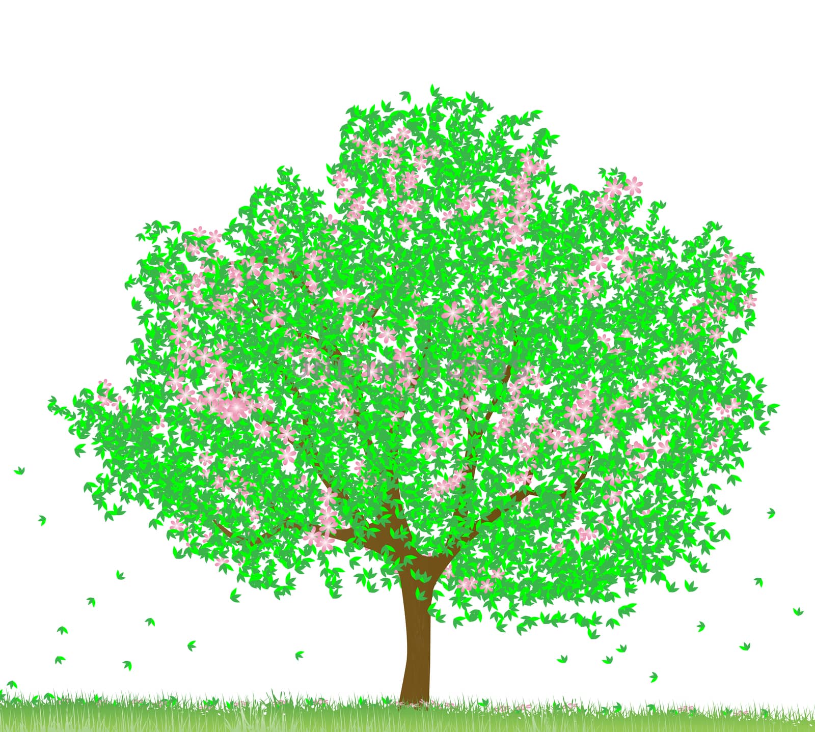 Beautiful green tree isolated on white