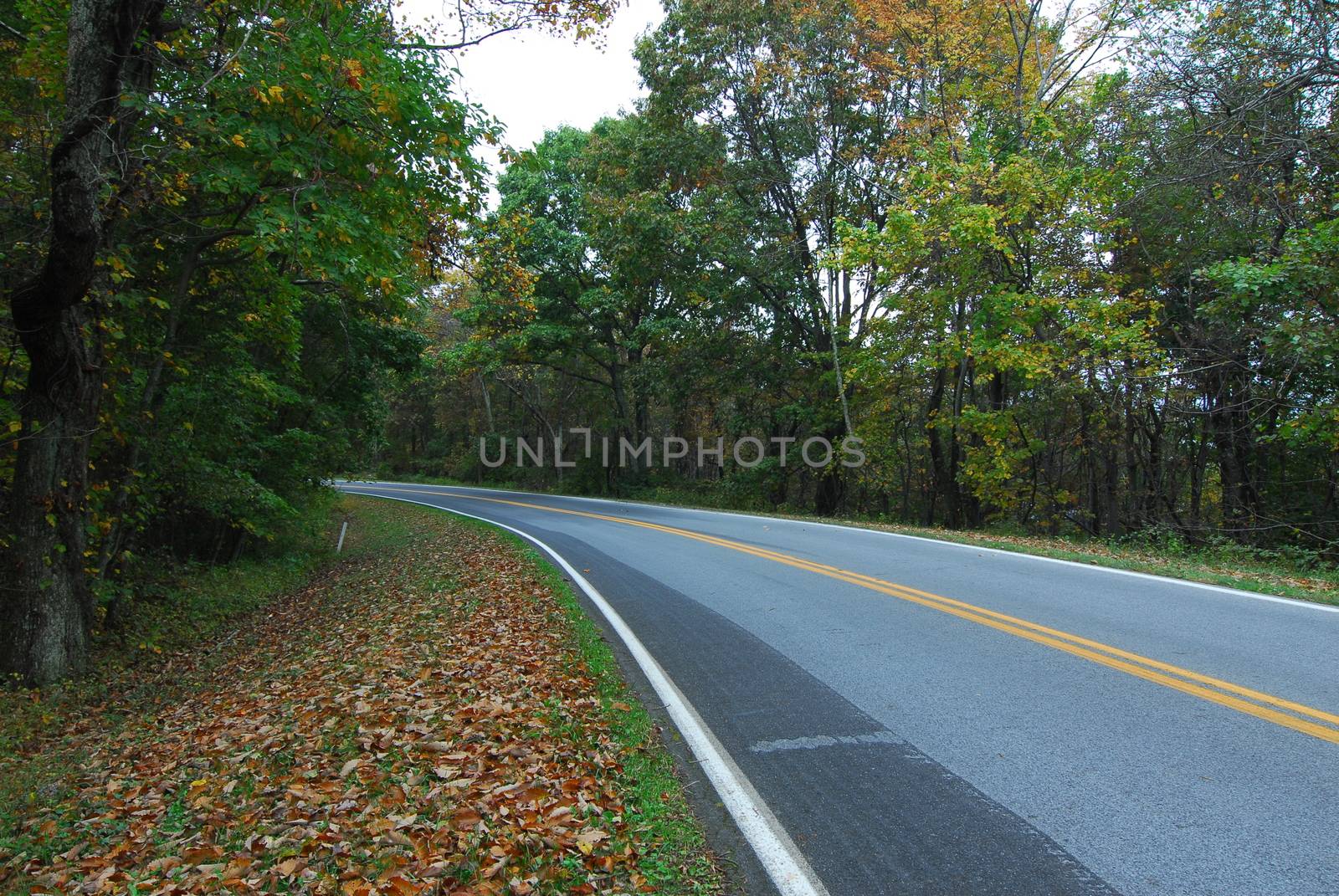 Fall Colors of autumn in Skyline Drive Shenandoah National Park Virginia